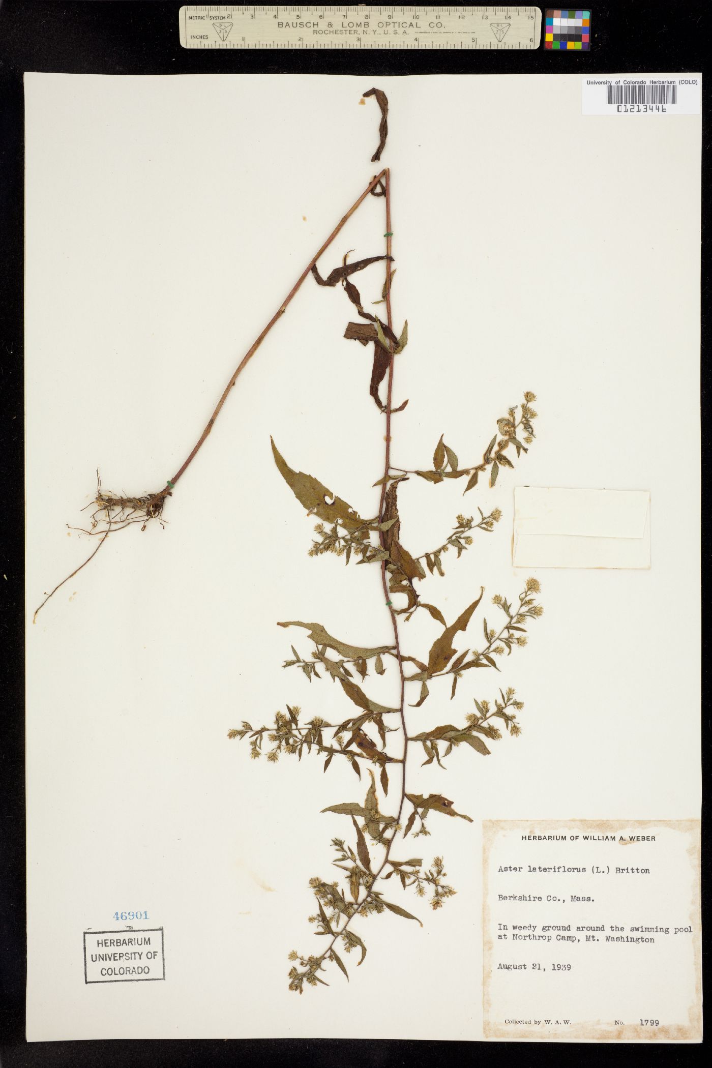 Symphyotrichum lateriflorum image