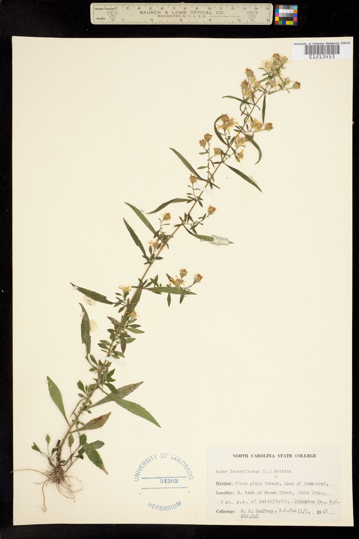 Symphyotrichum lateriflorum image