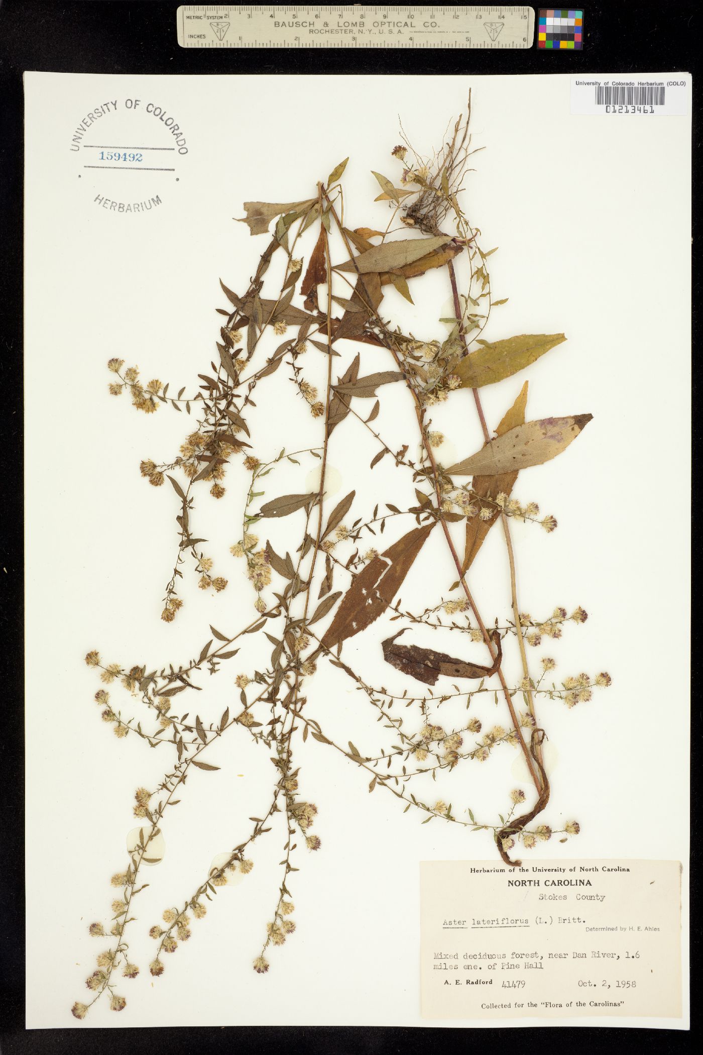 Symphyotrichum lateriflorum image