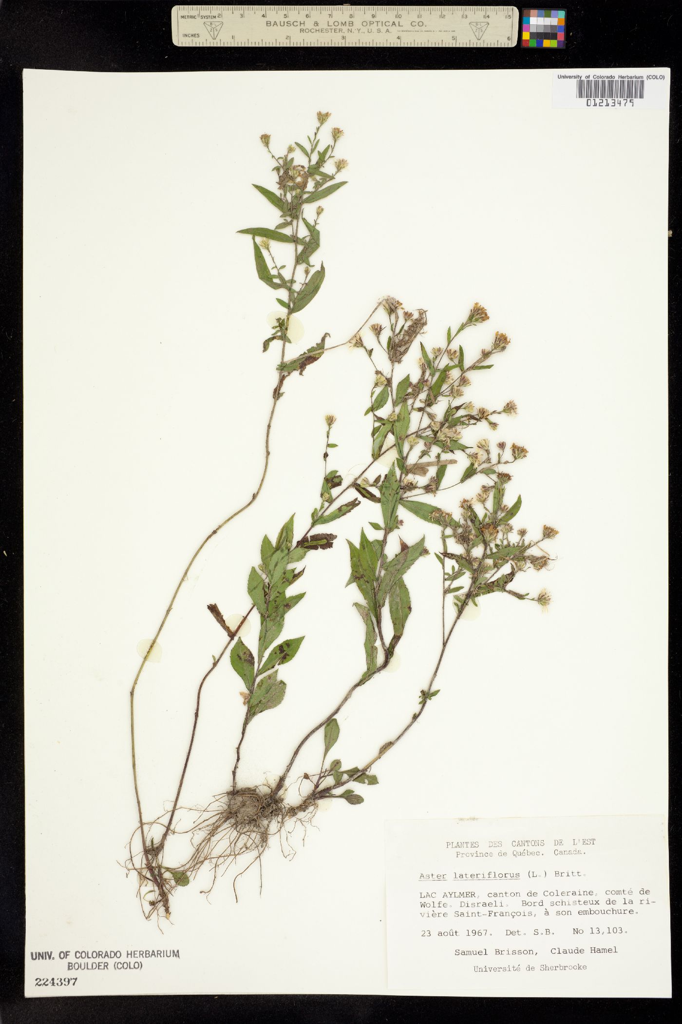 Symphyotrichum lateriflorum image