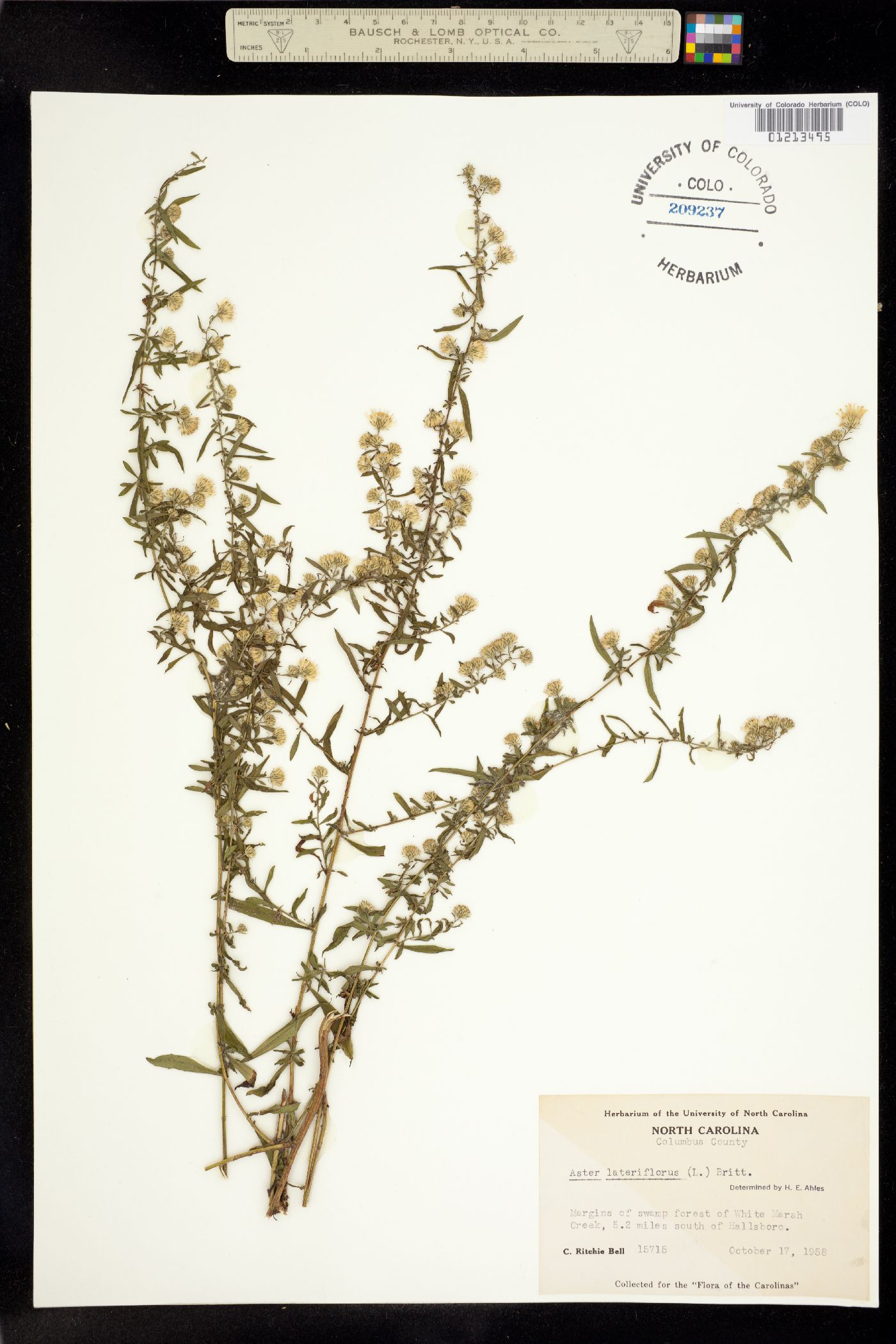 Symphyotrichum lateriflorum image