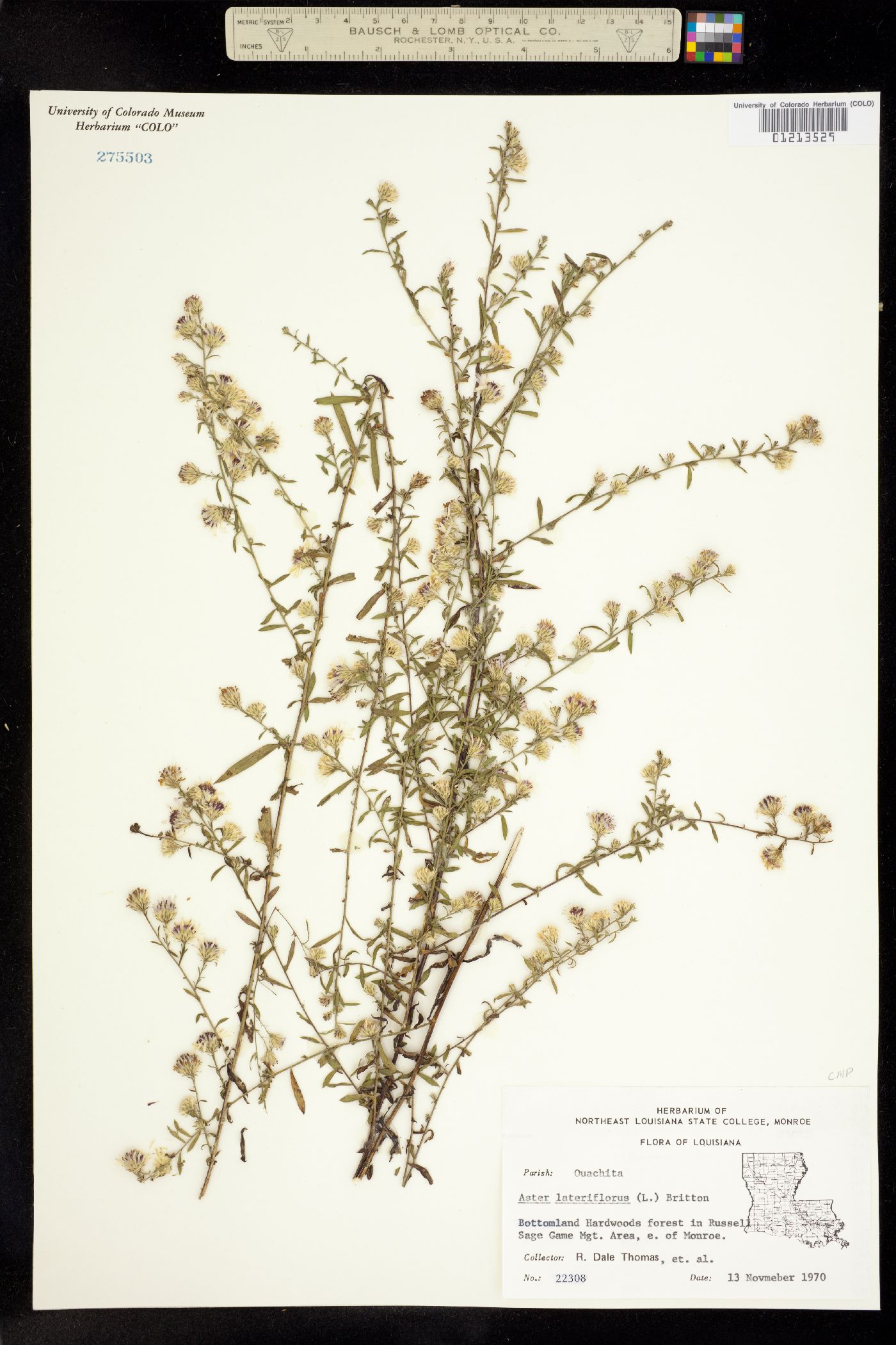 Symphyotrichum lateriflorum image