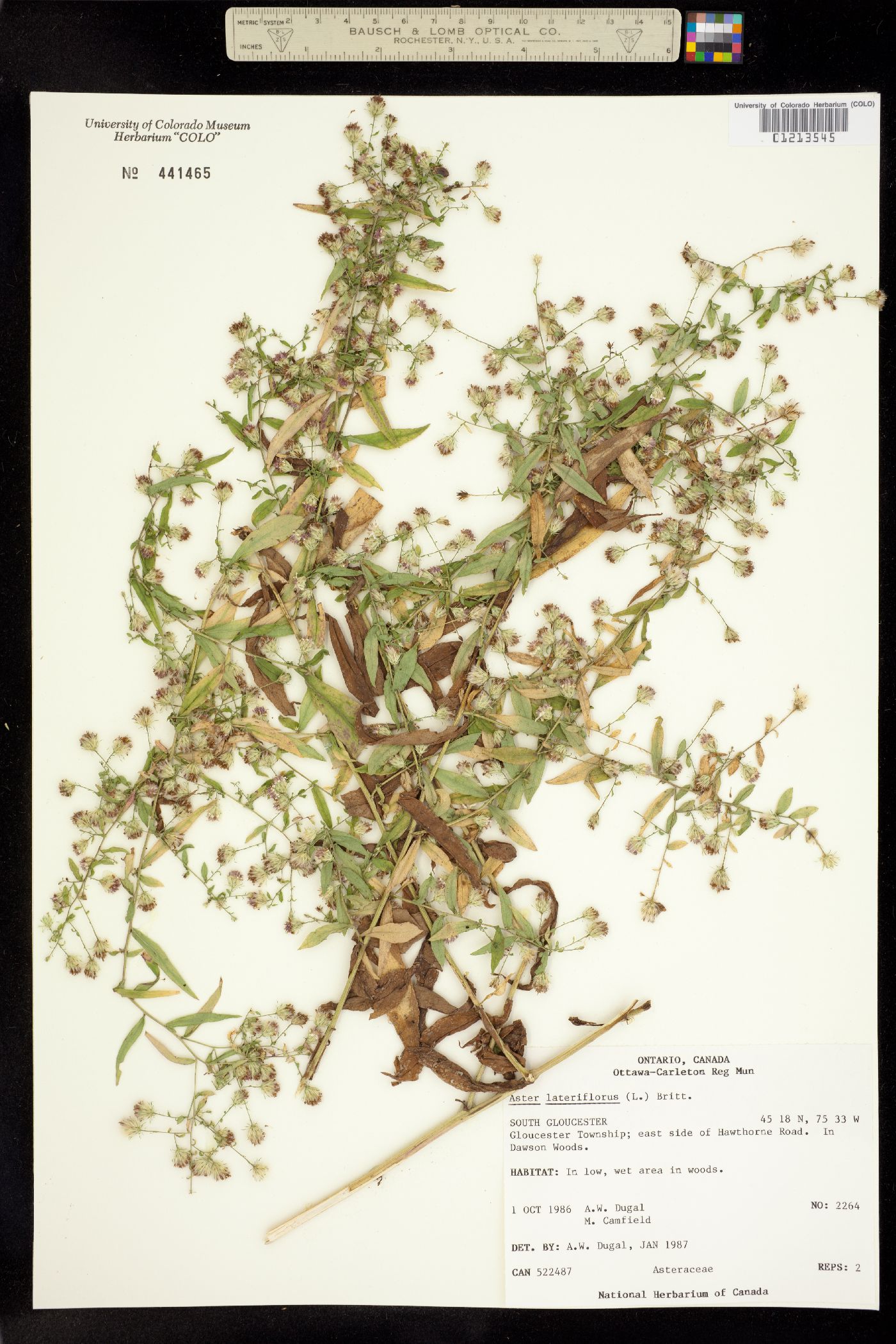 Symphyotrichum lateriflorum image