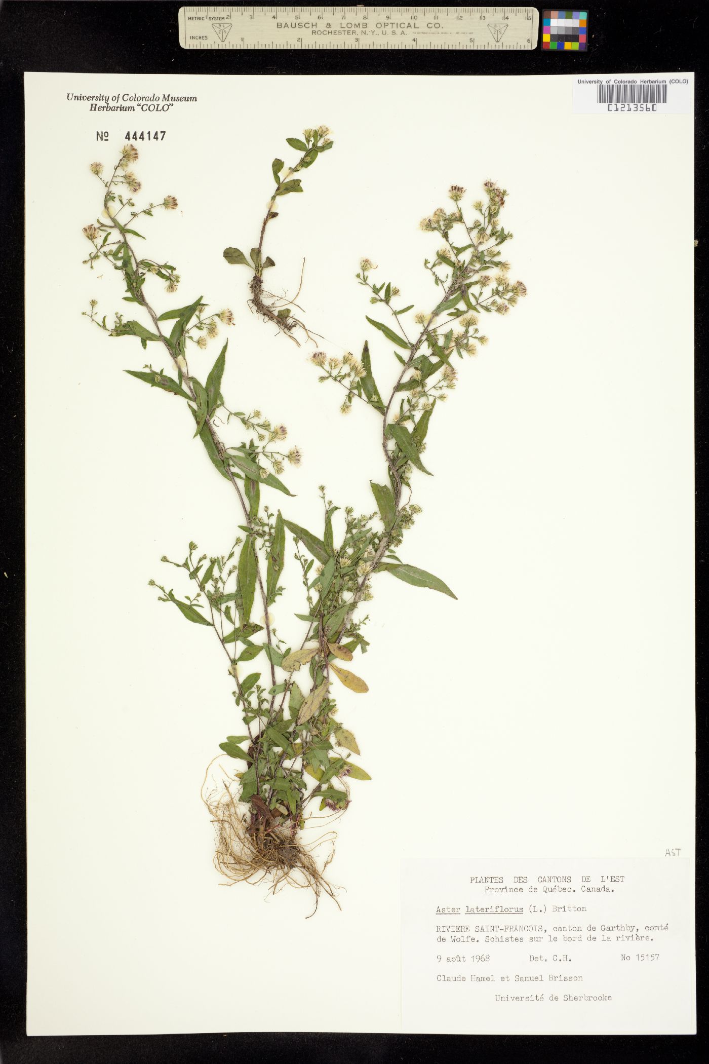 Symphyotrichum lateriflorum image