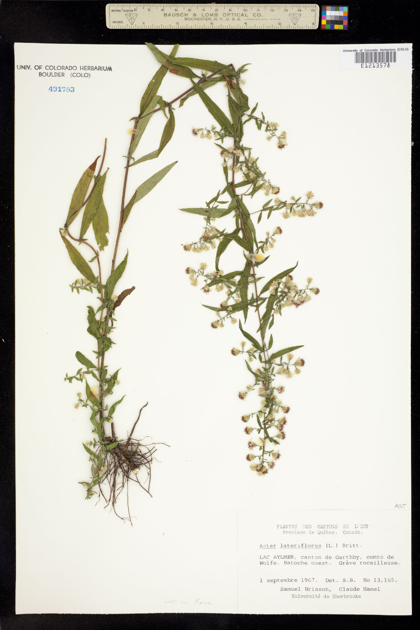 Symphyotrichum lateriflorum image