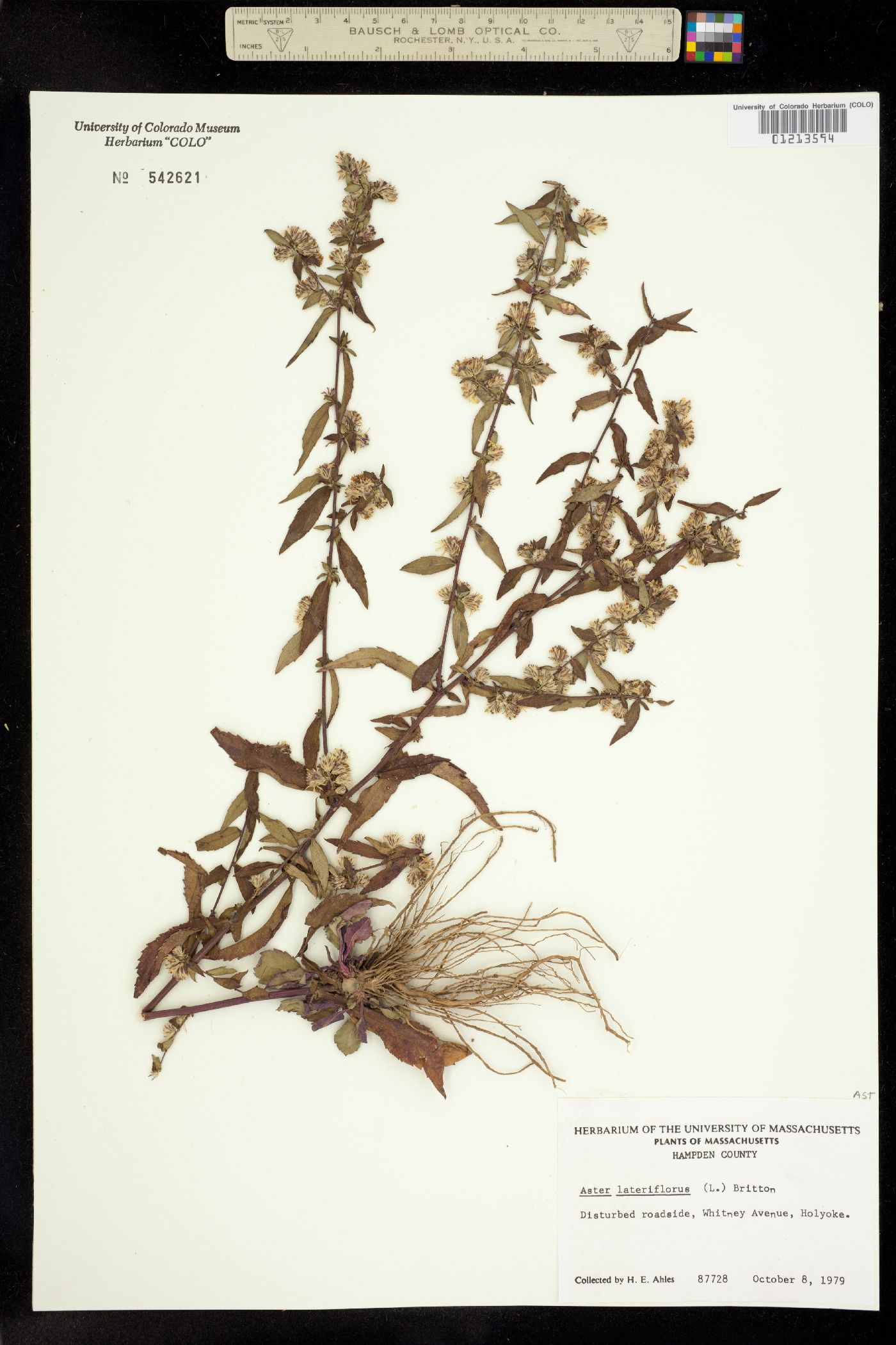 Symphyotrichum lateriflorum image