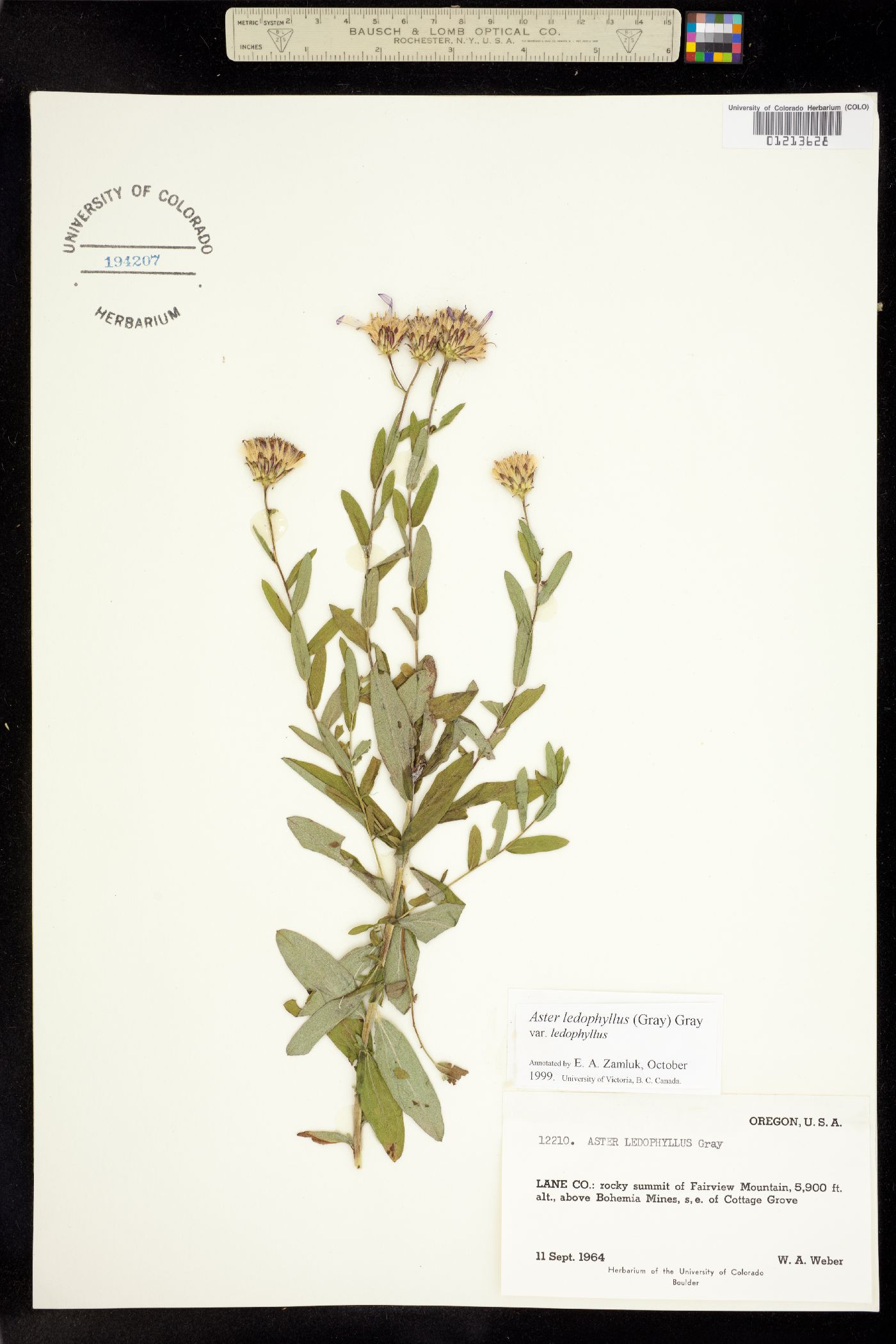 Aster ledophyllus image