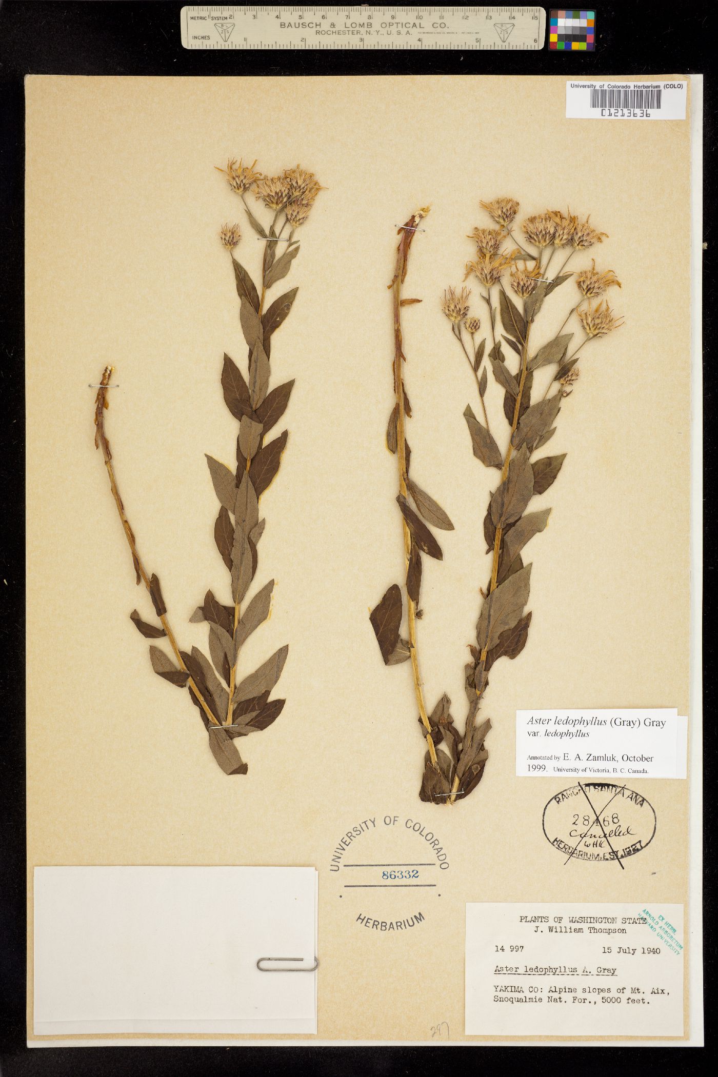 Aster ledophyllus image
