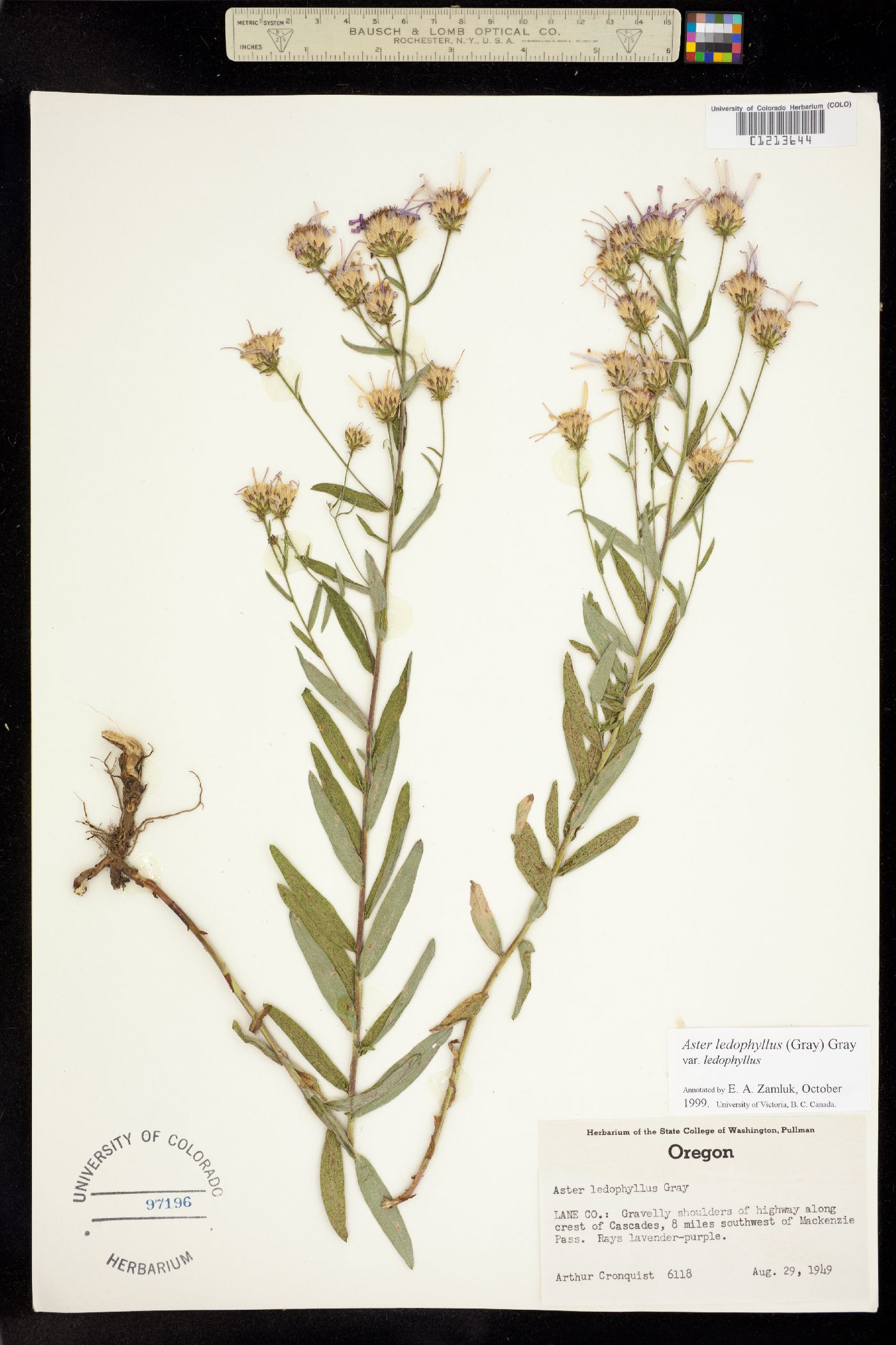 Aster ledophyllus image