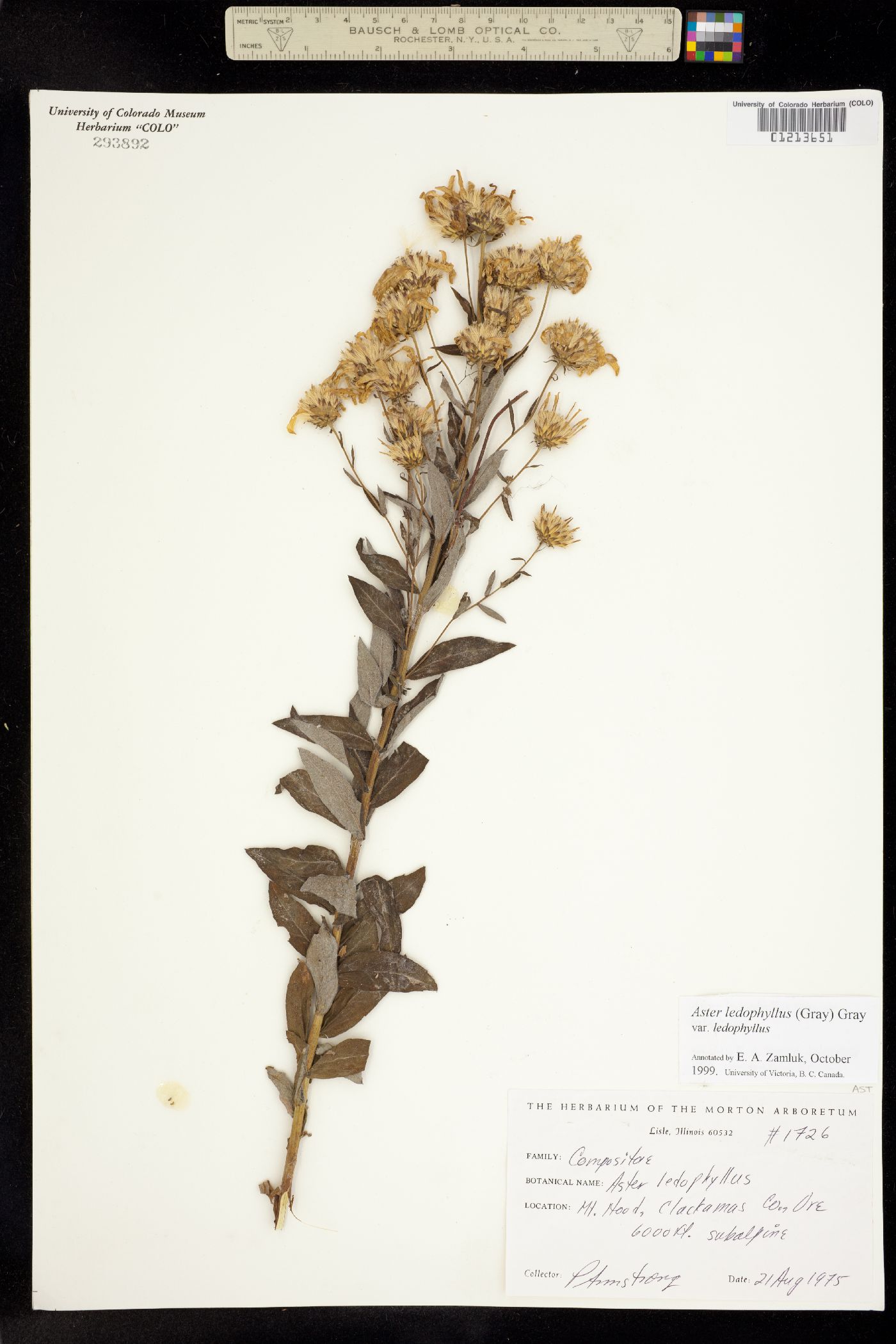 Aster ledophyllus image