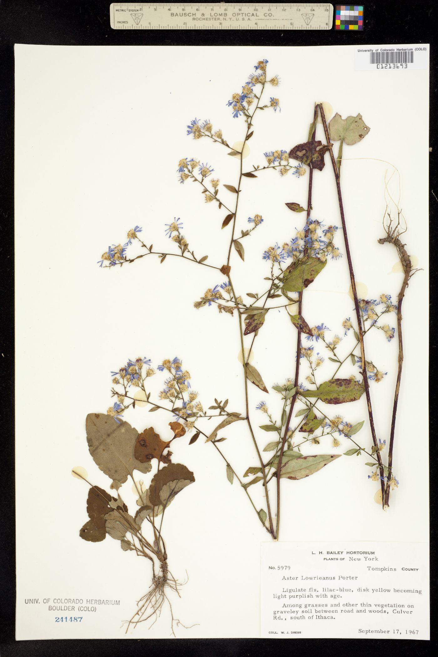 Symphyotrichum cordifolium image