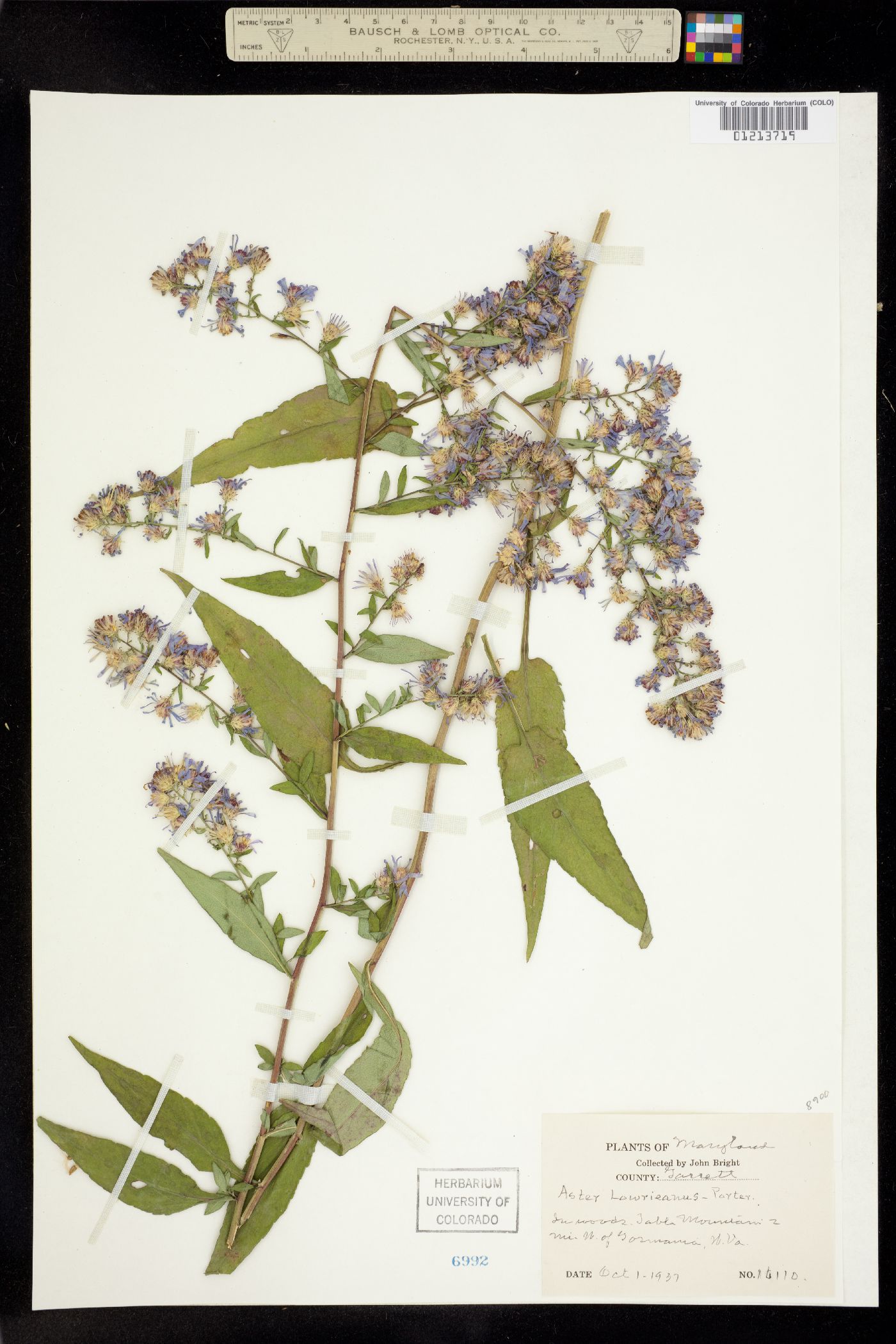 Symphyotrichum cordifolium image