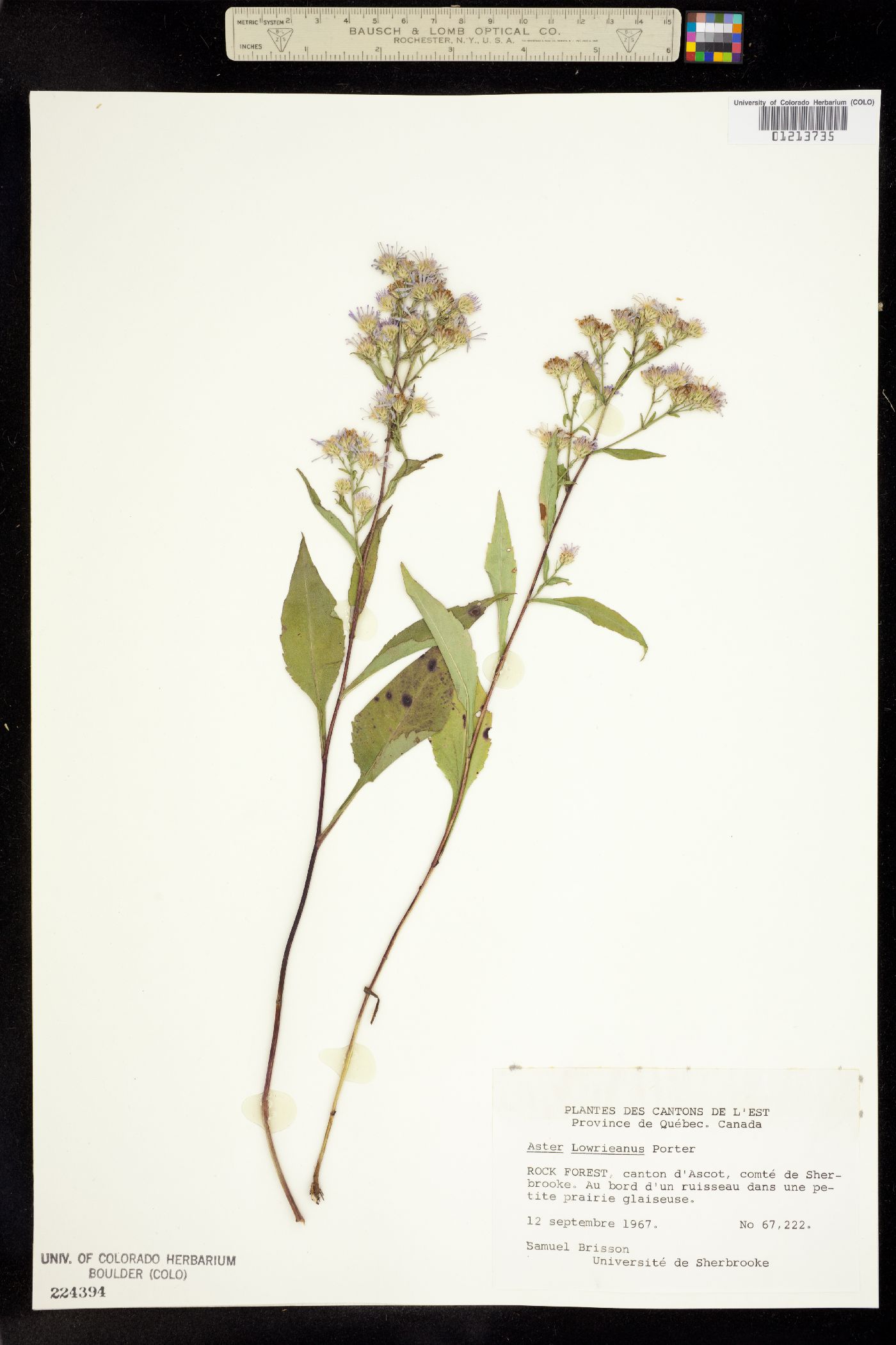 Symphyotrichum cordifolium image