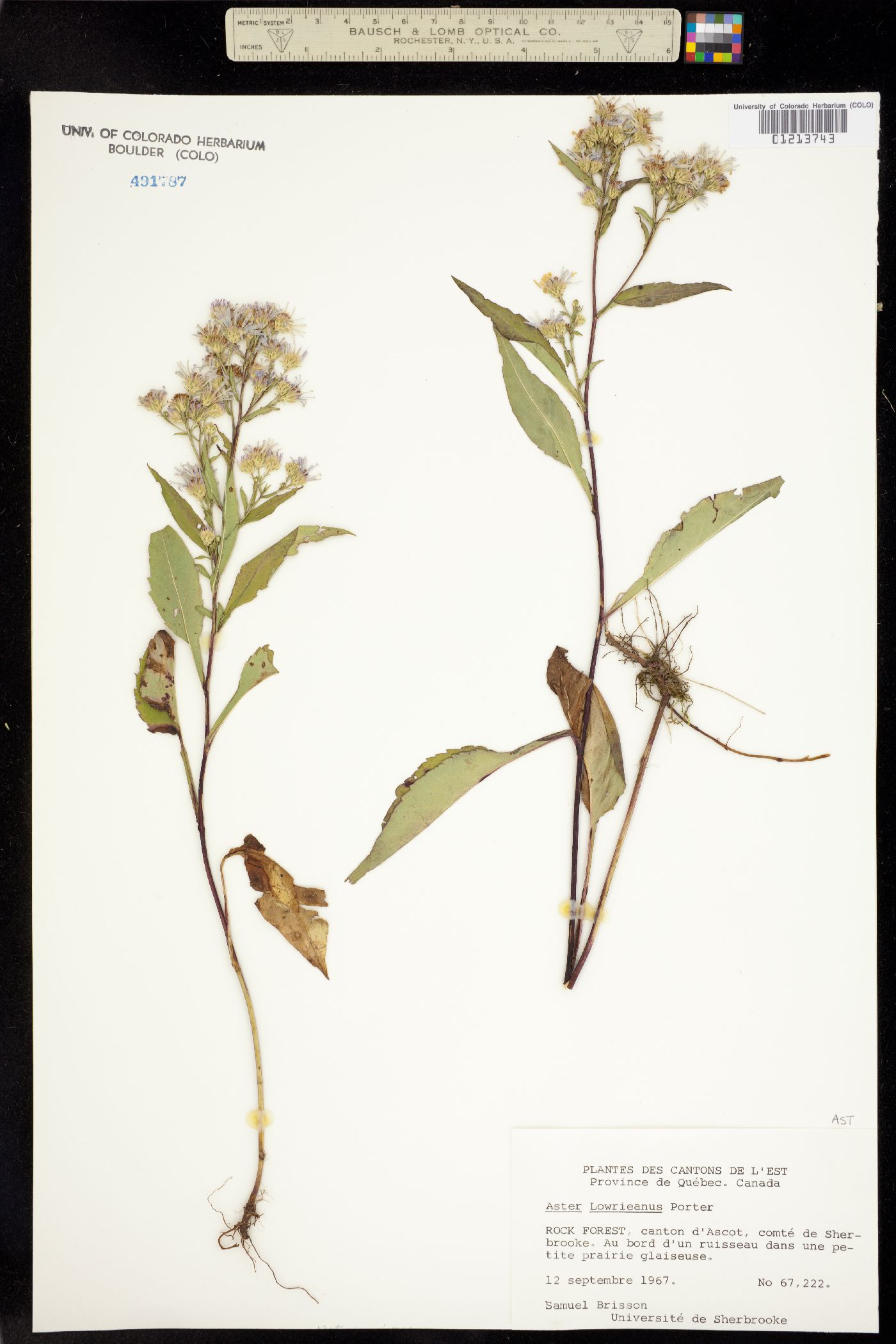 Symphyotrichum cordifolium image