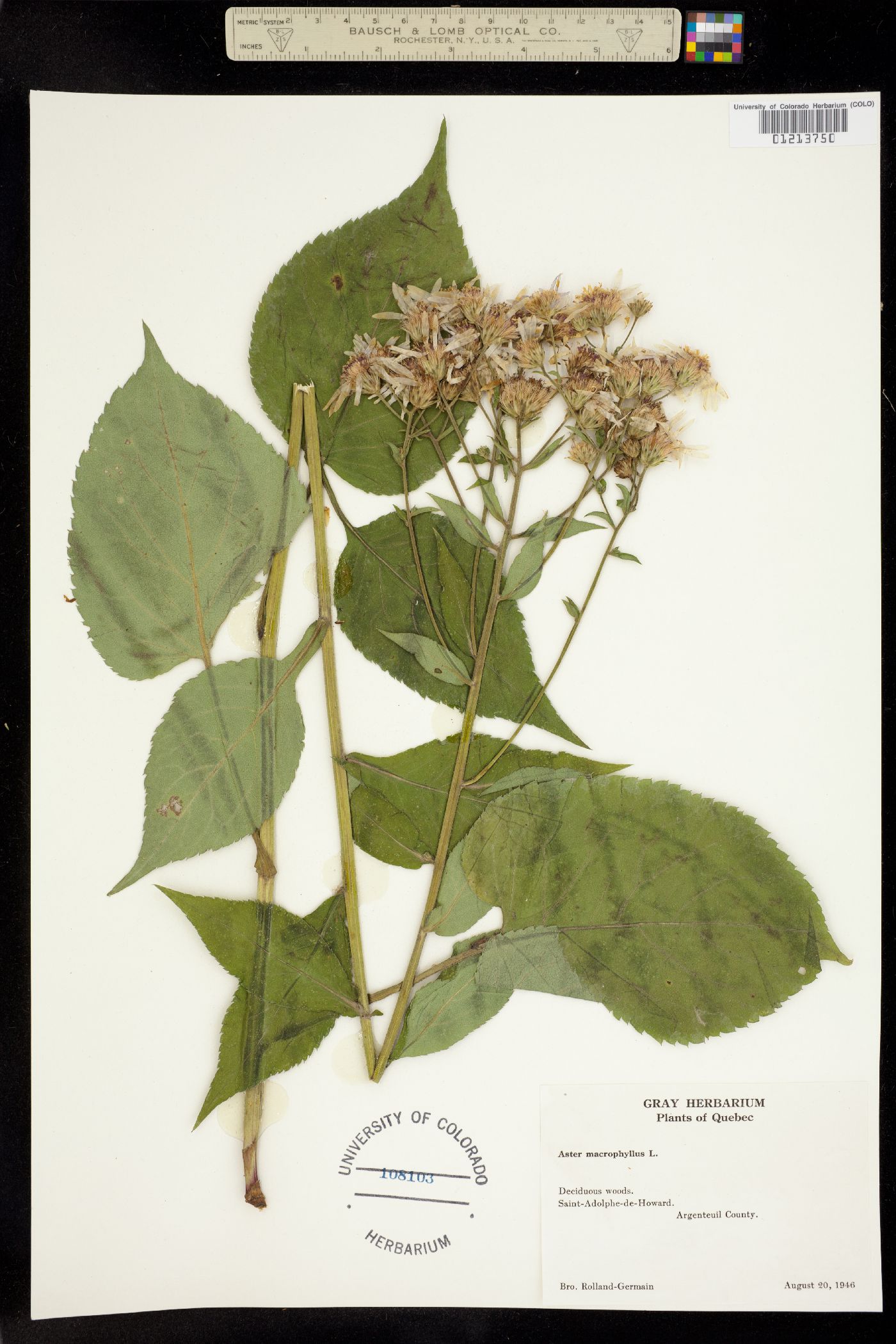 Aster macrophyllus image