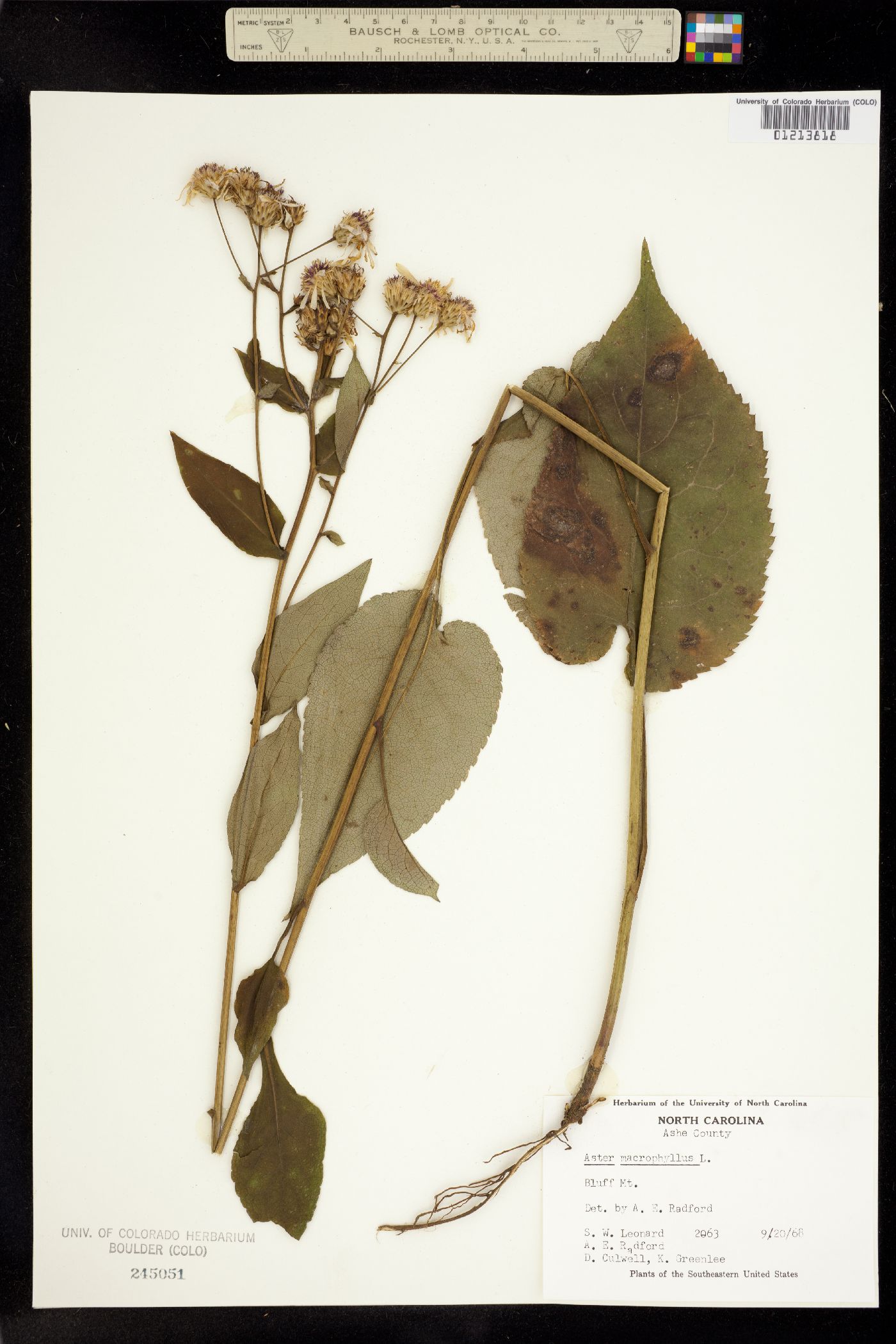 Aster macrophyllus image