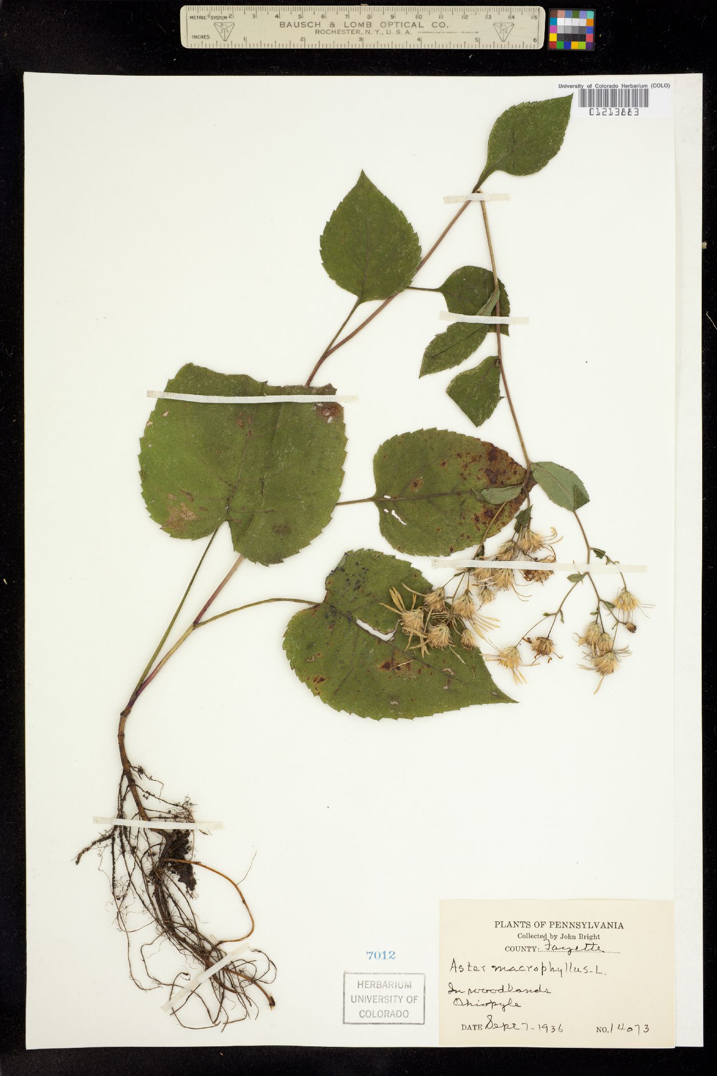 Aster macrophyllus image