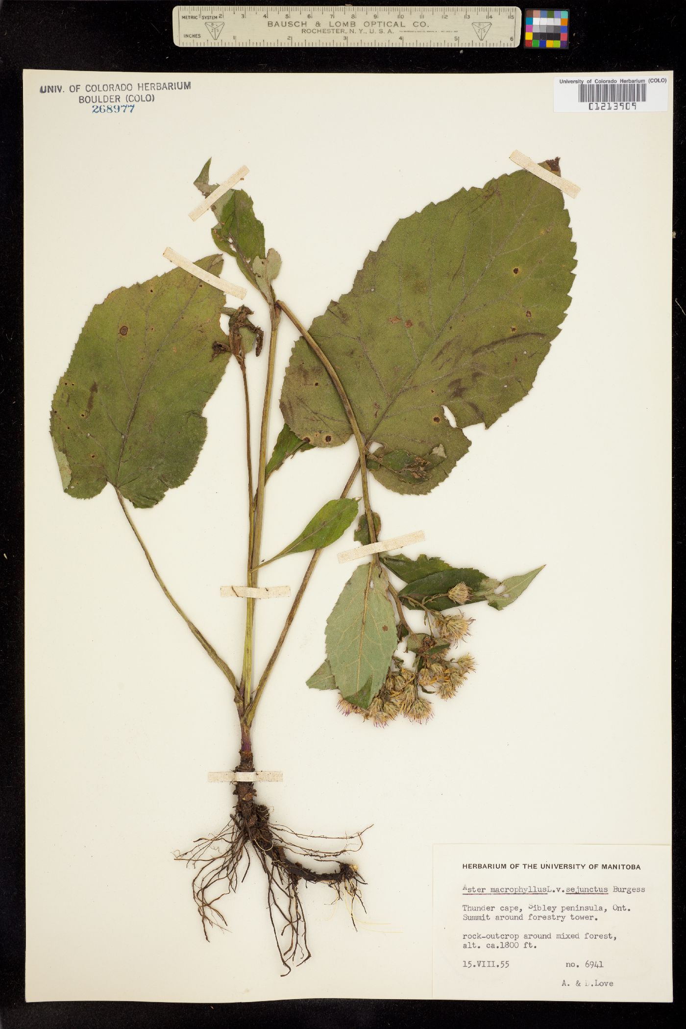 Aster macrophyllus image