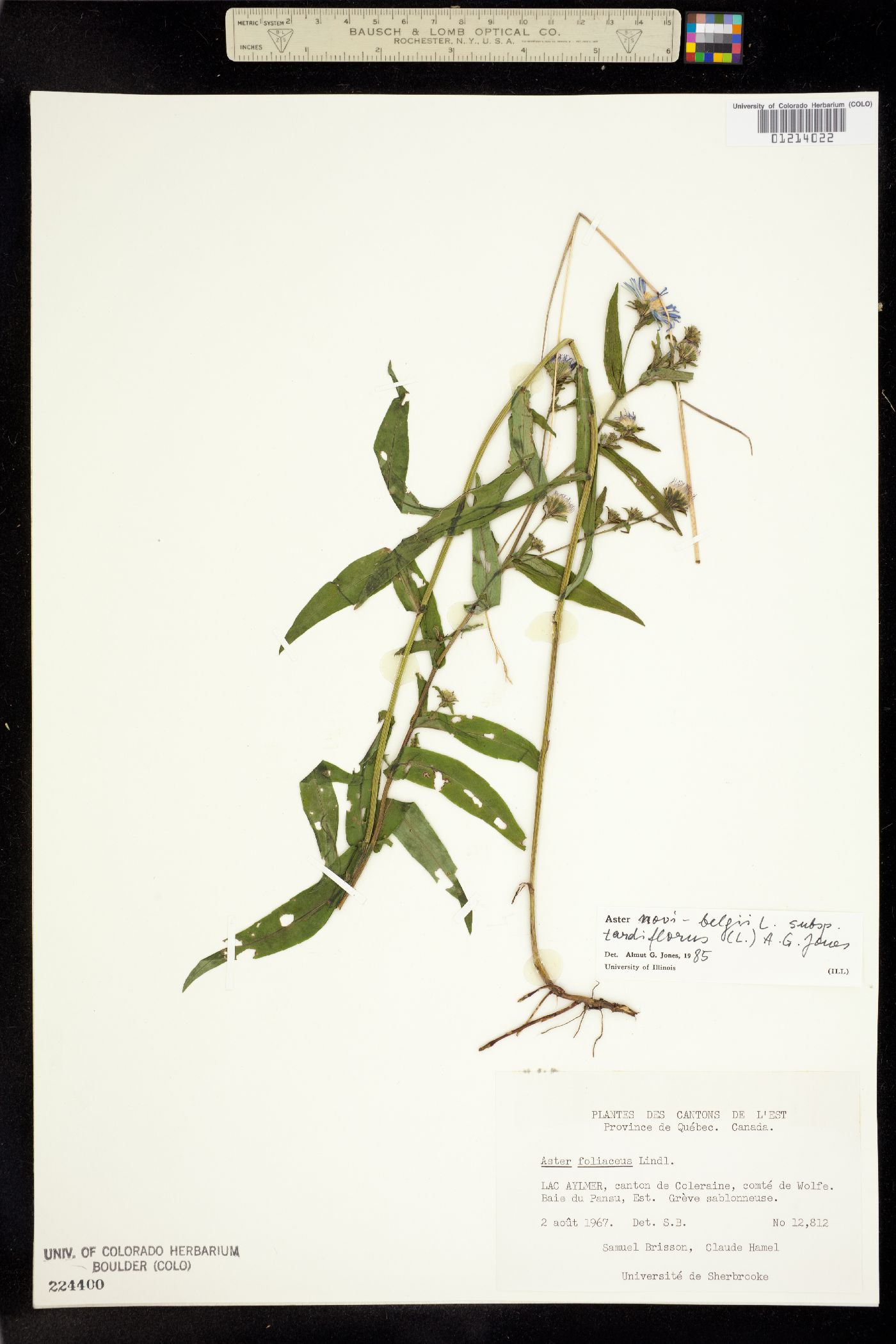 Aster novi-belgii image