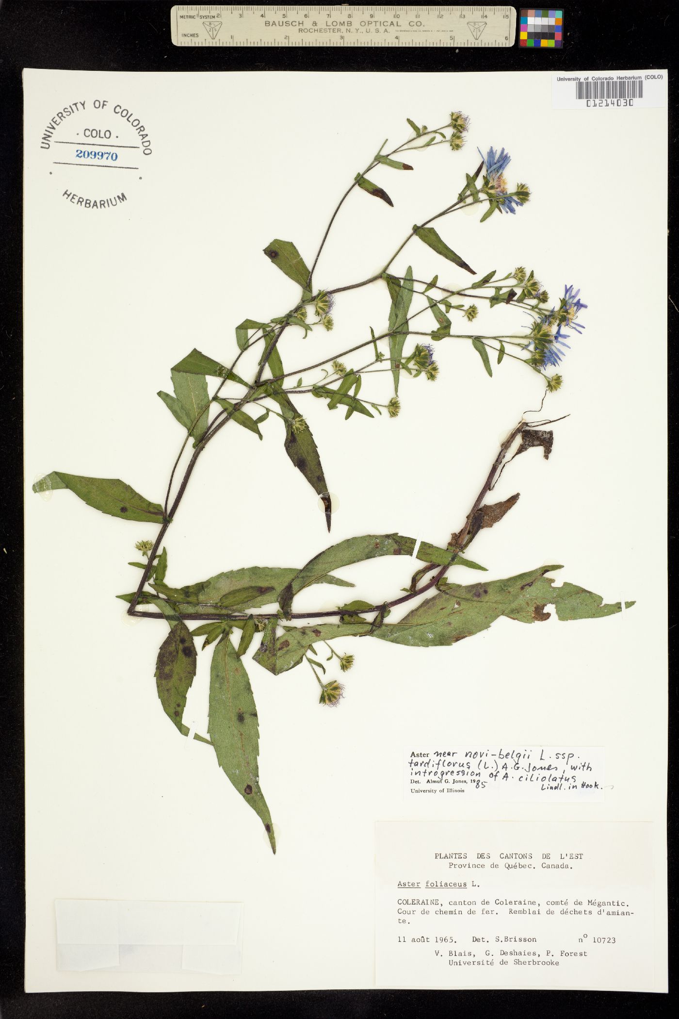 Aster novi-belgii image