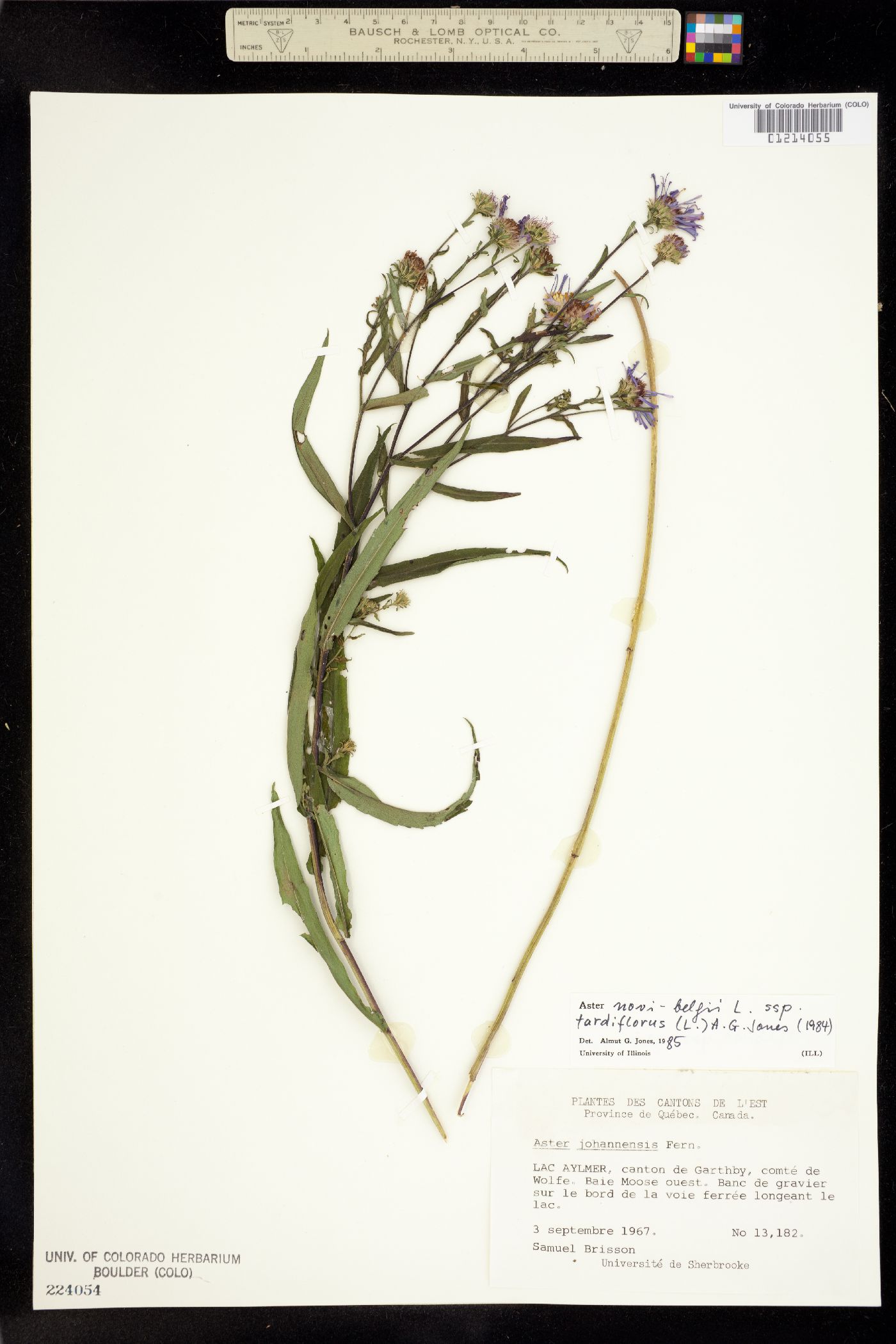 Aster novi-belgii image