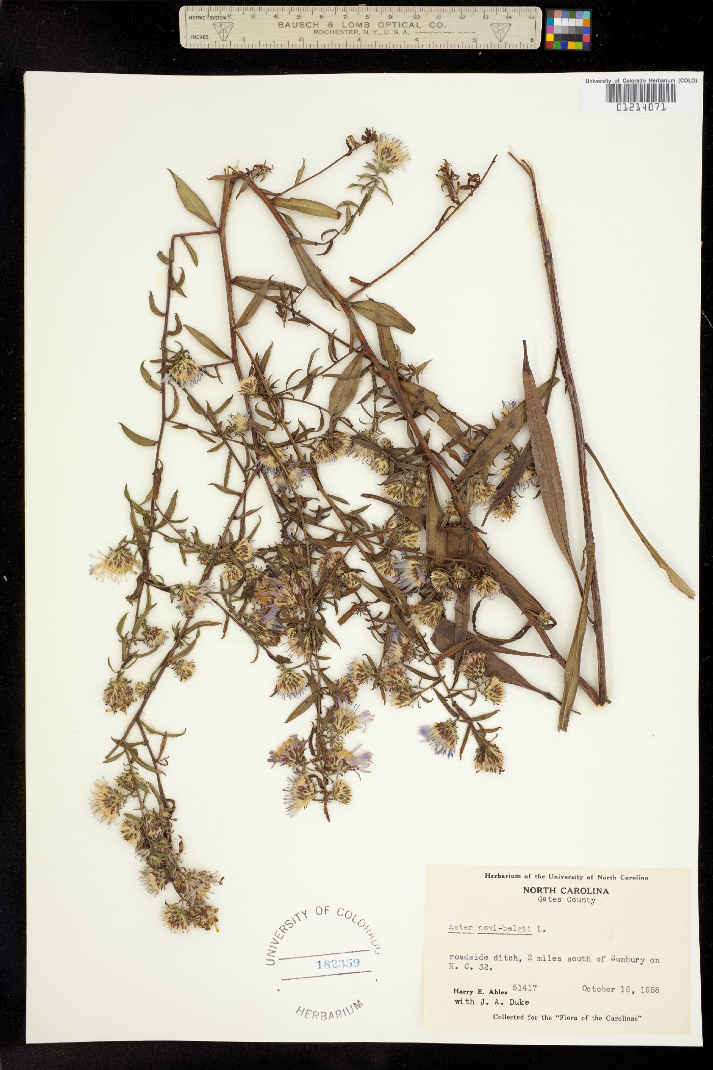 Aster novi-belgii image