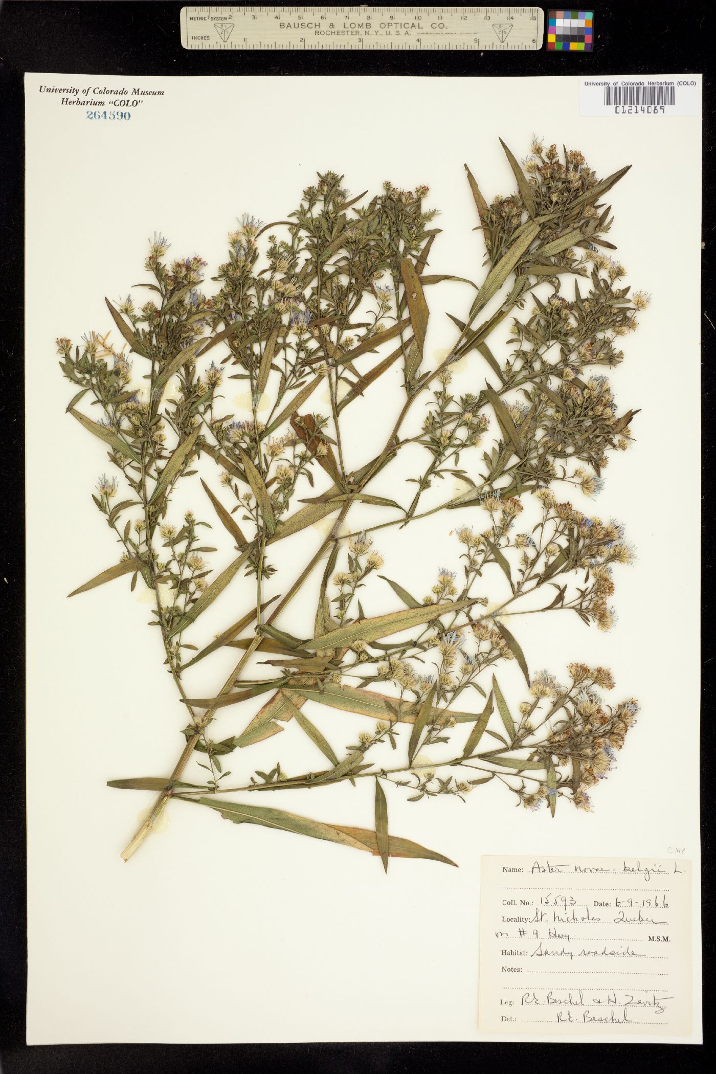 Aster image