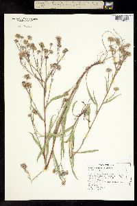 Aster occidentalis image