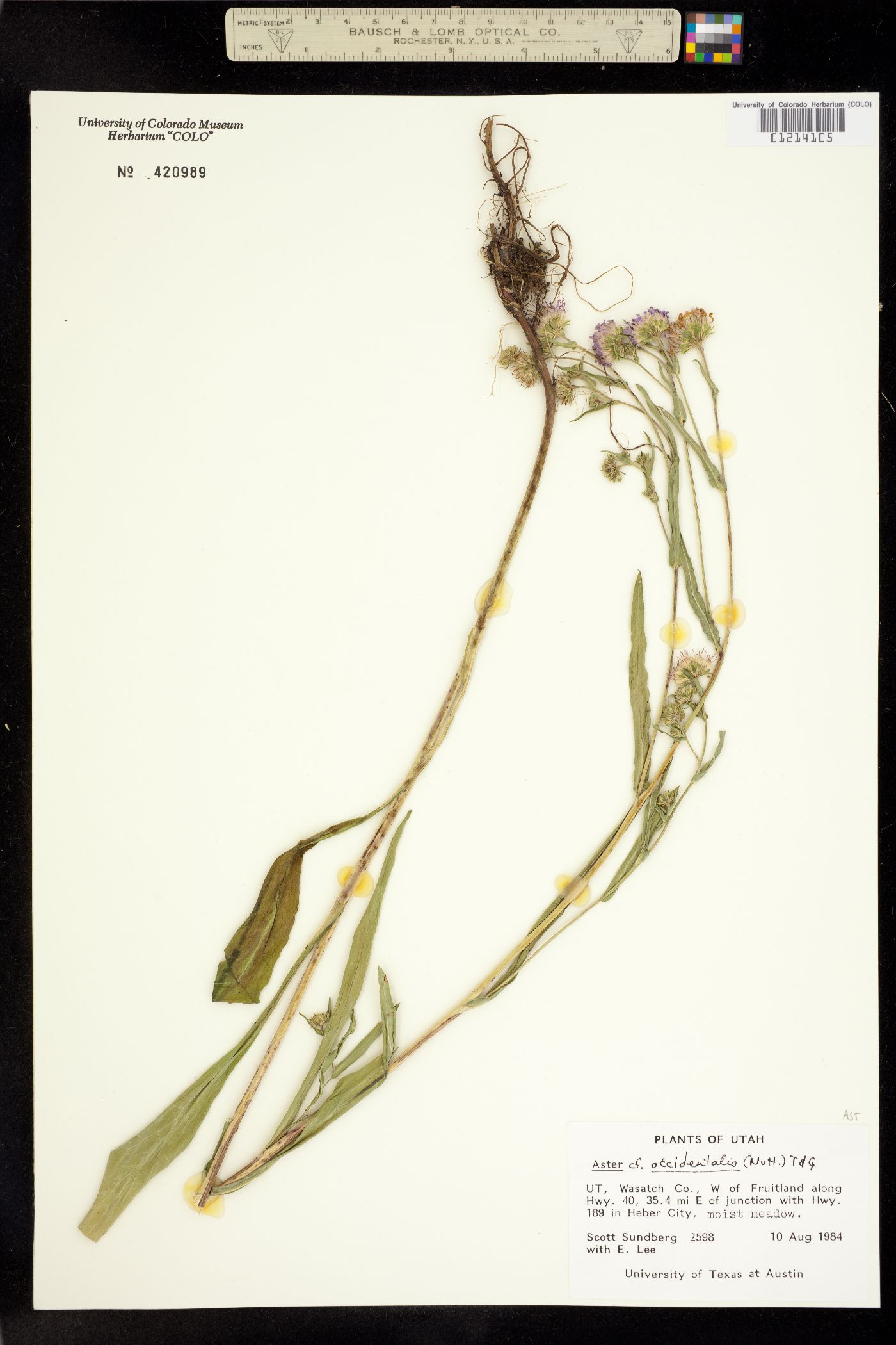 Aster occidentalis image