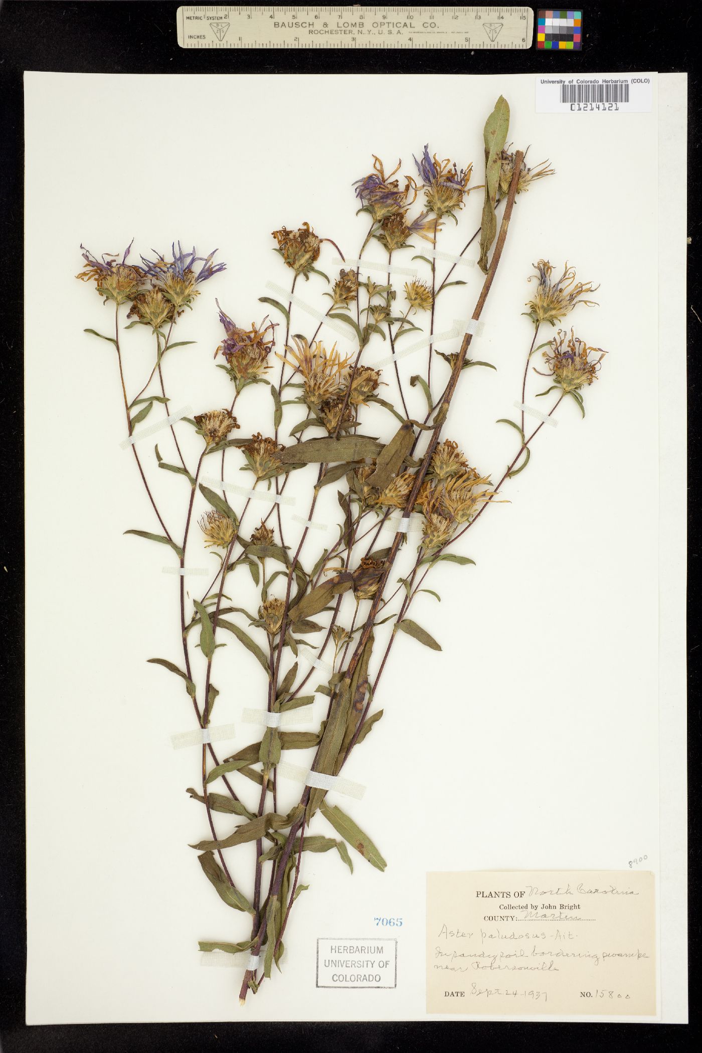 Aster paludosus image