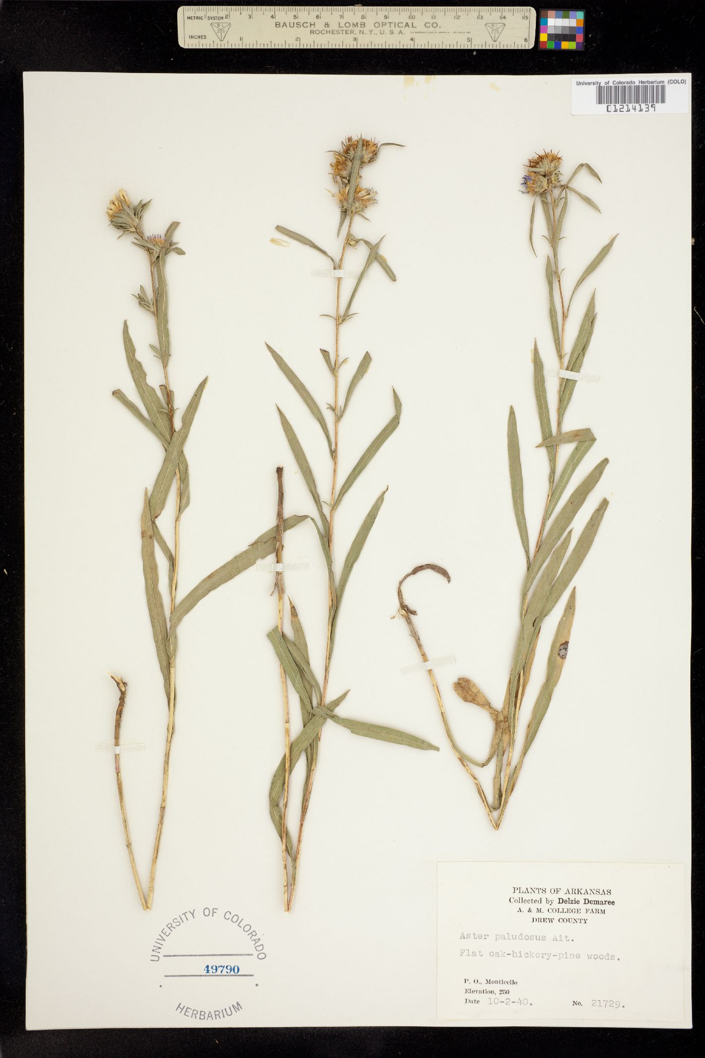 Aster paludosus image