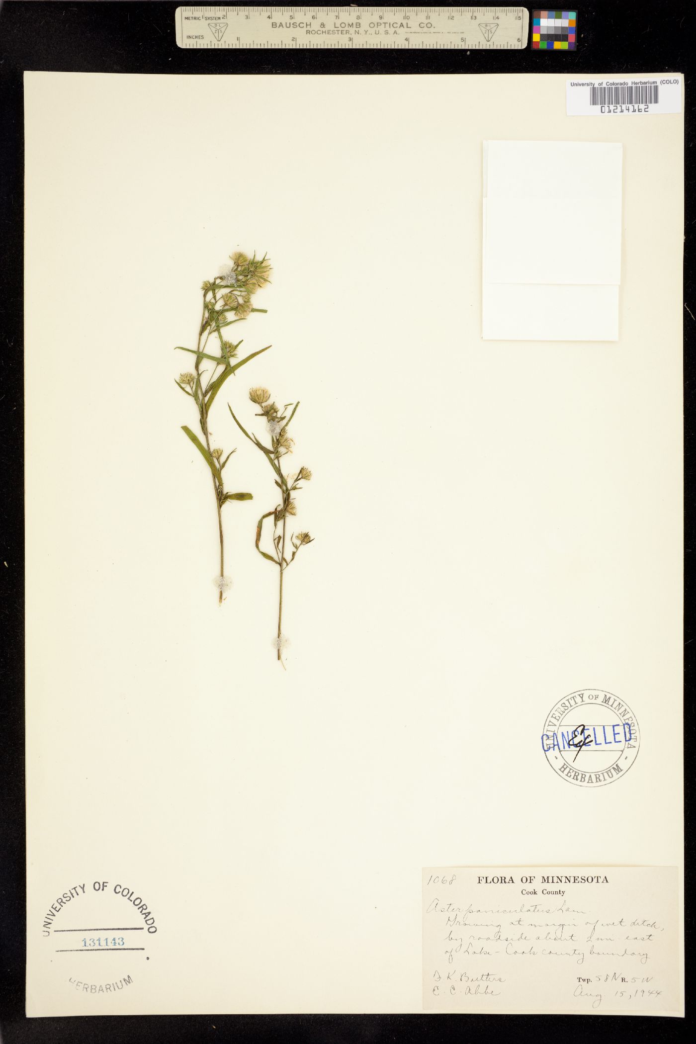 Aster paniculatus image