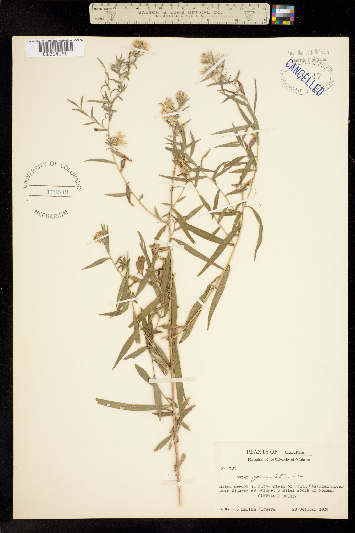 Aster paniculatus image