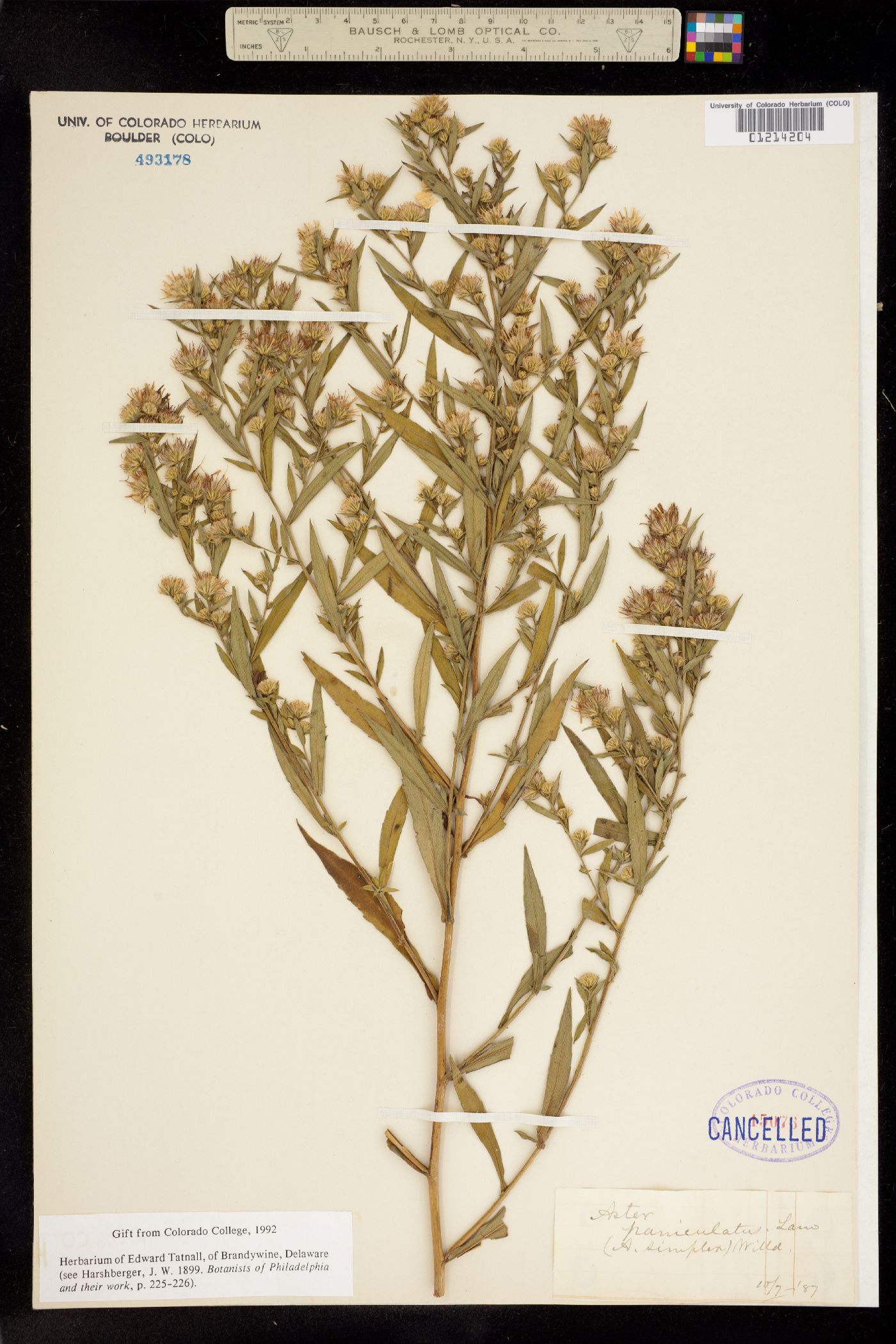 Aster paniculatus image