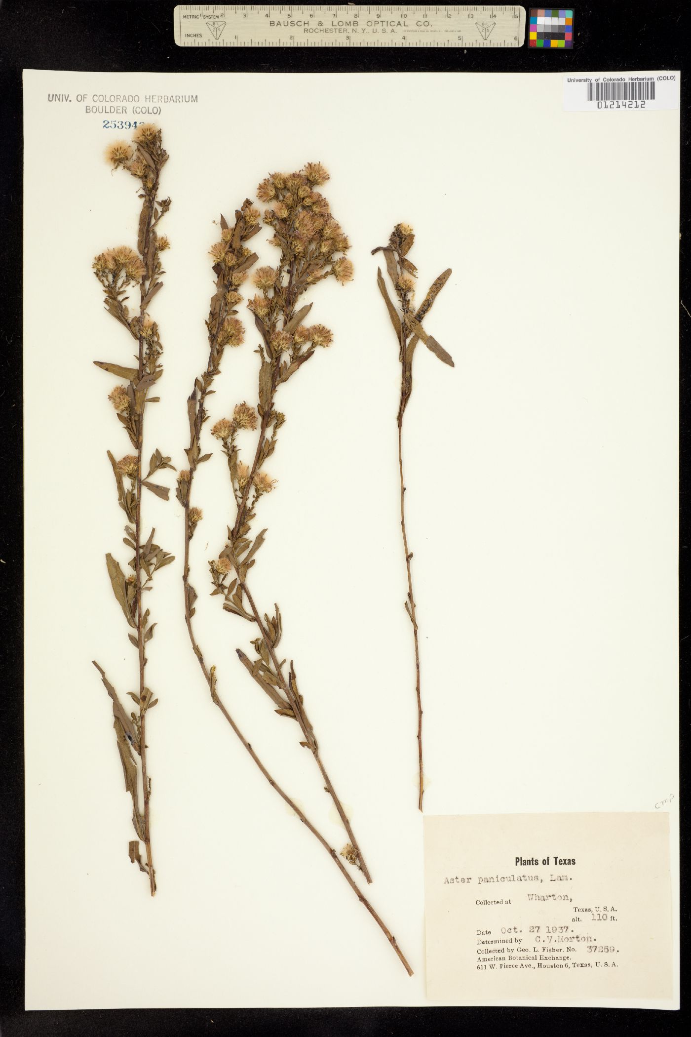 Aster paniculatus image