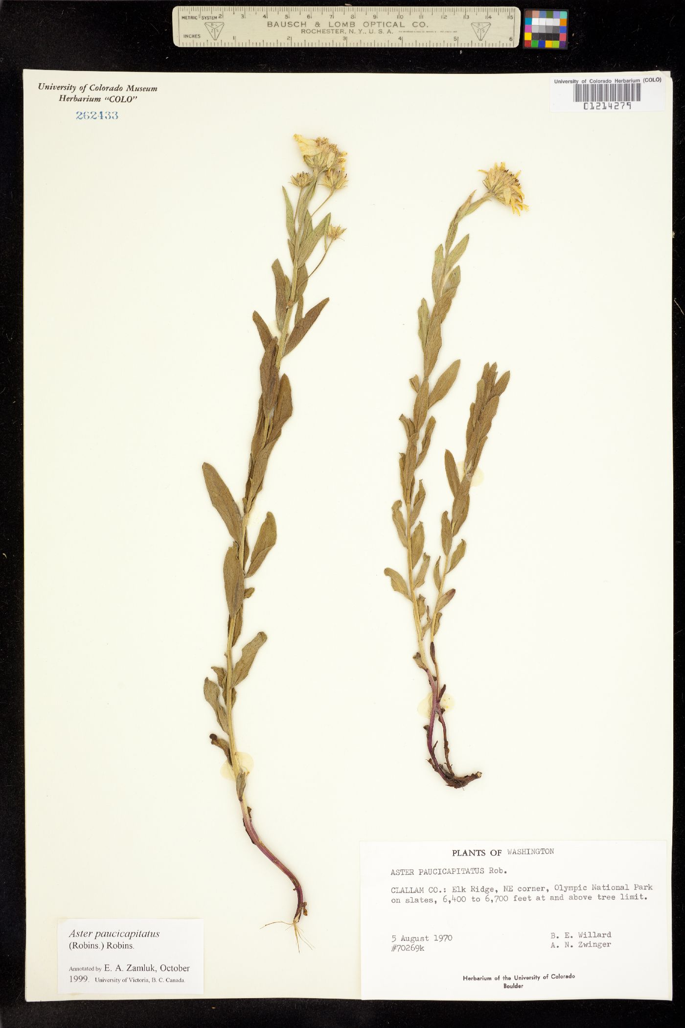 Eucephalus paucicapitatus image