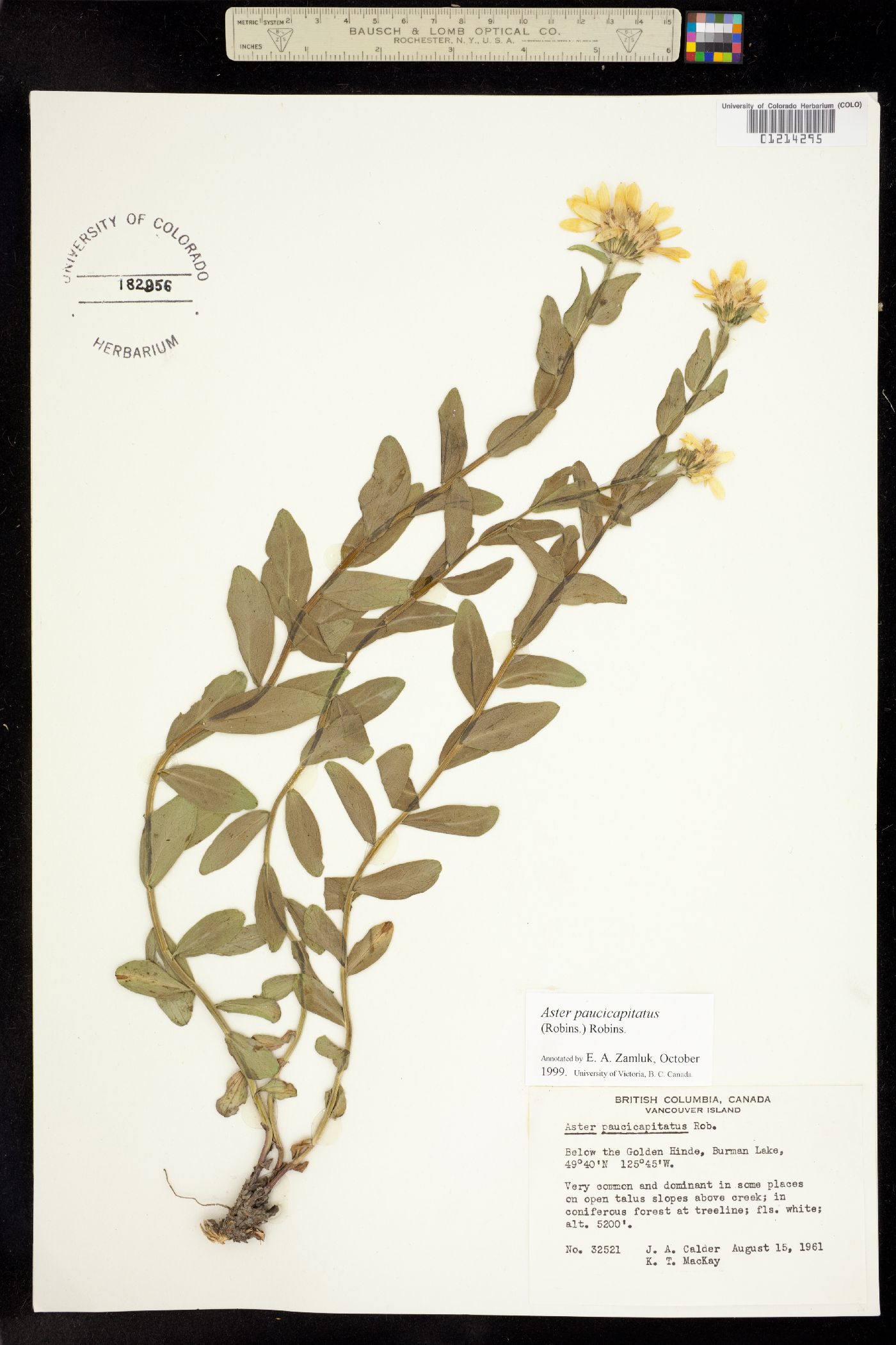 Eucephalus paucicapitatus image