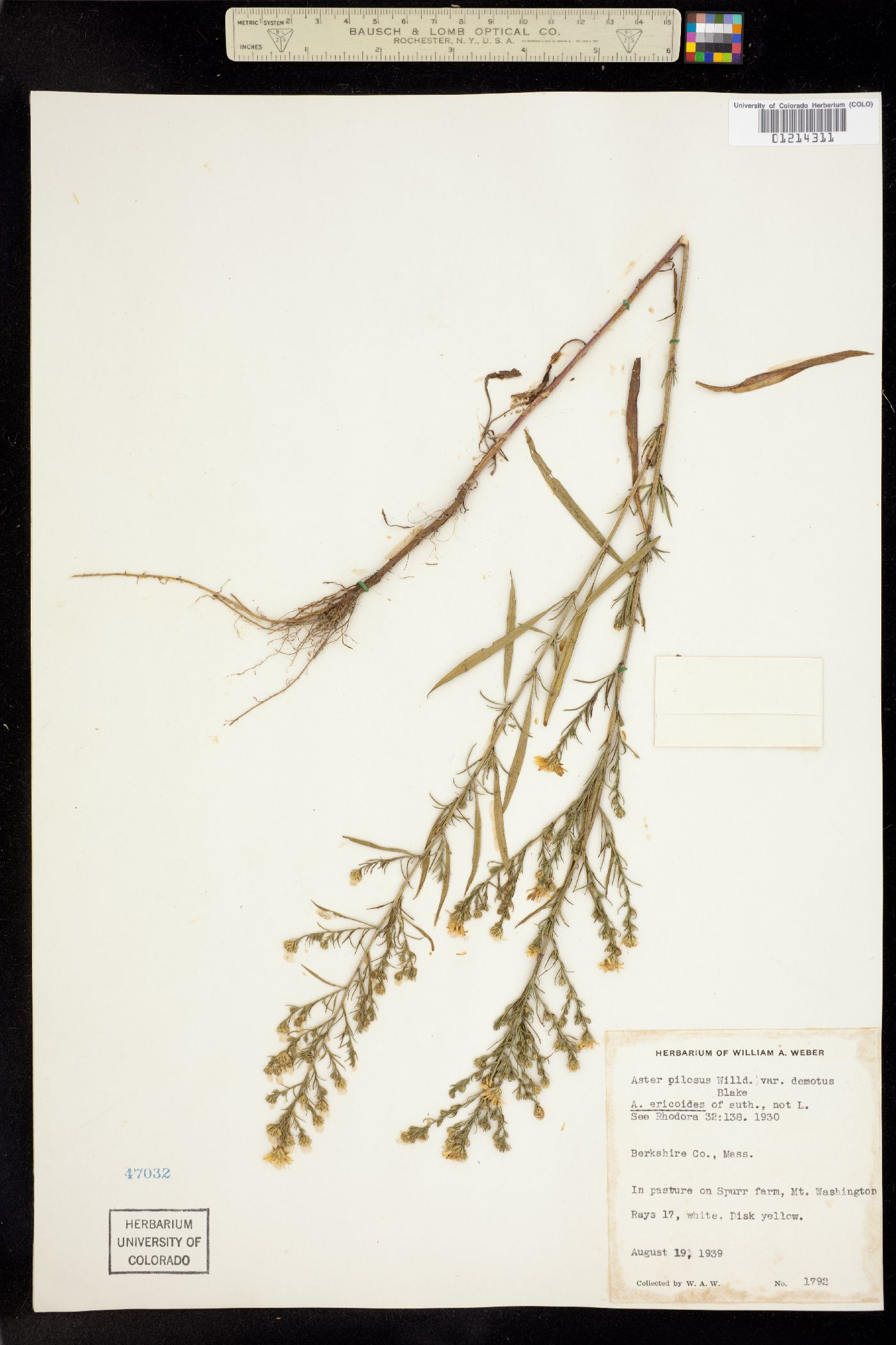 Symphyotrichum pilosum image