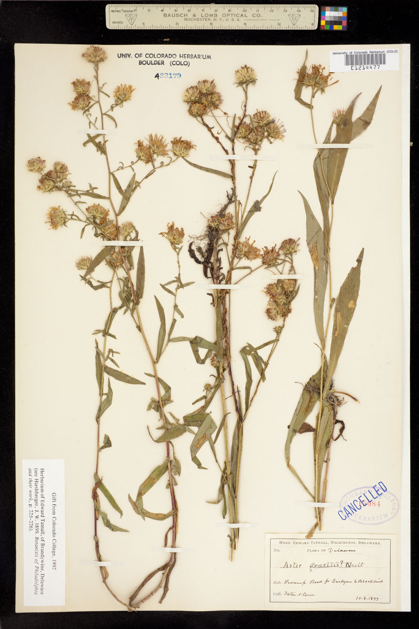 Aster gracilis image