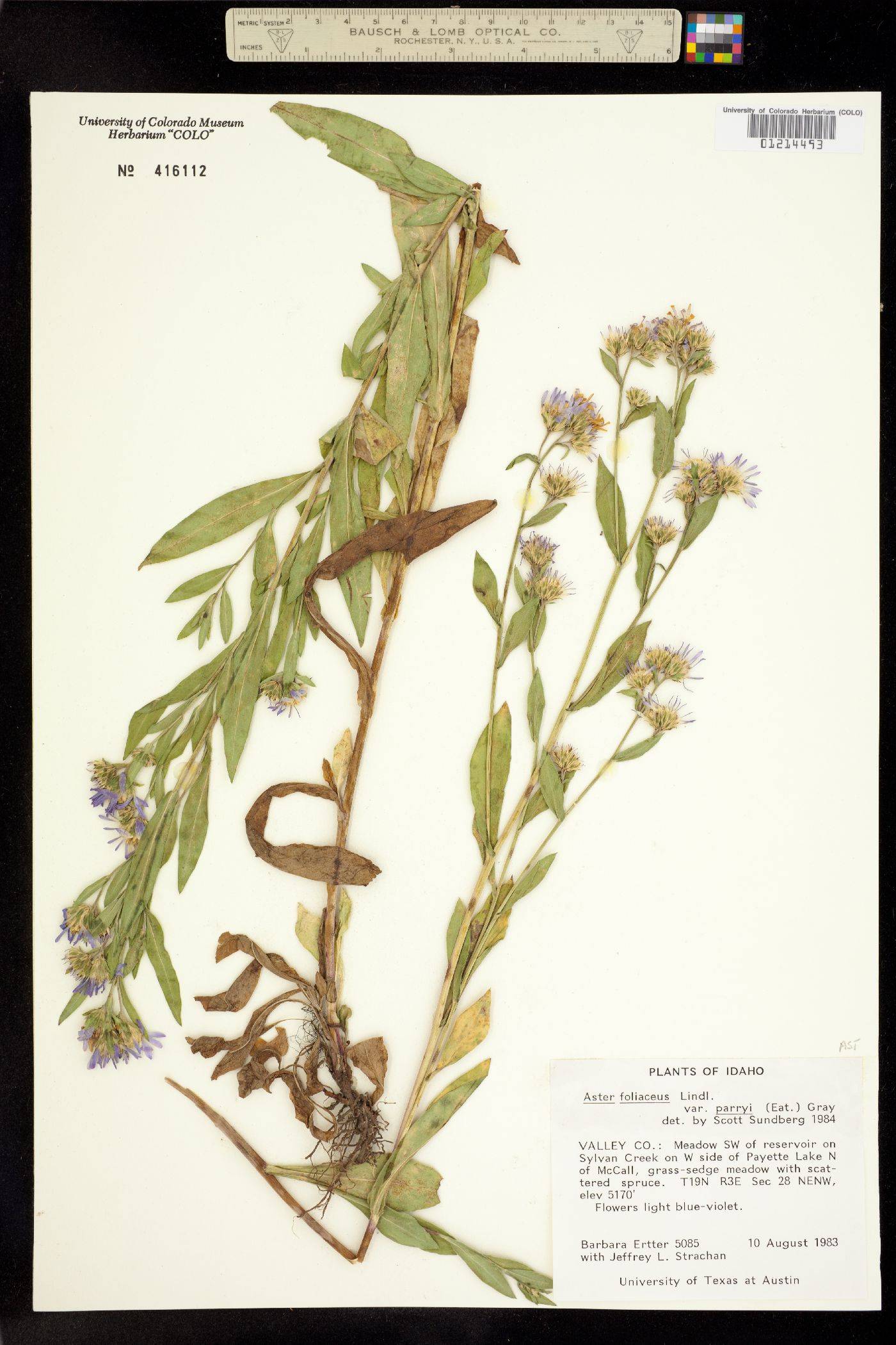 Aster foliaceus var. parryi image