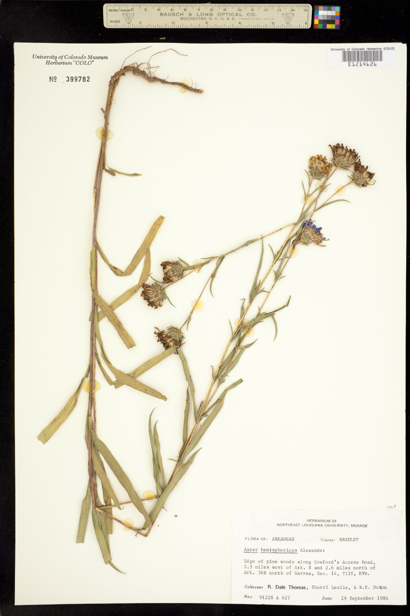 Aster hemisphericus image