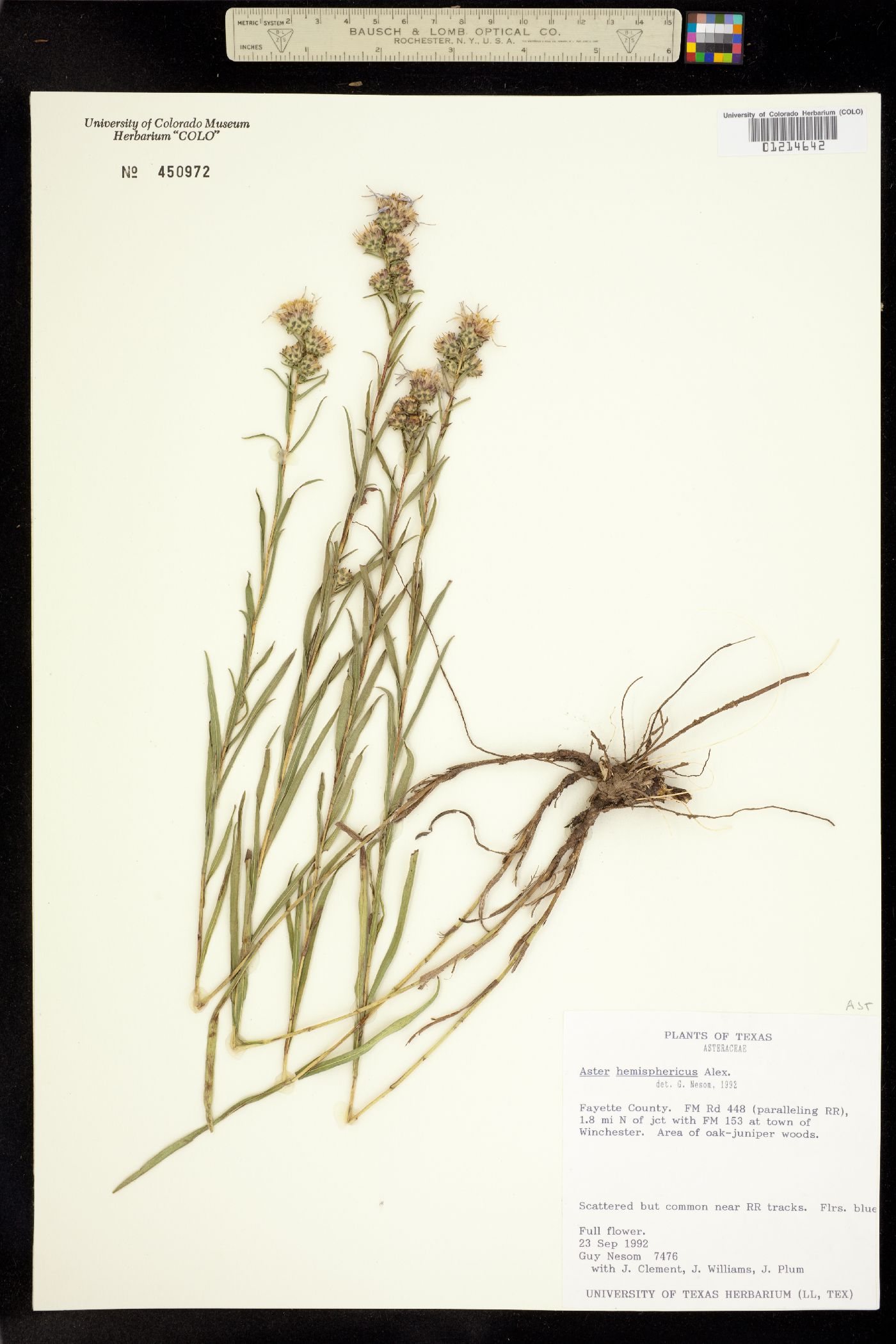 Aster hemisphericus image