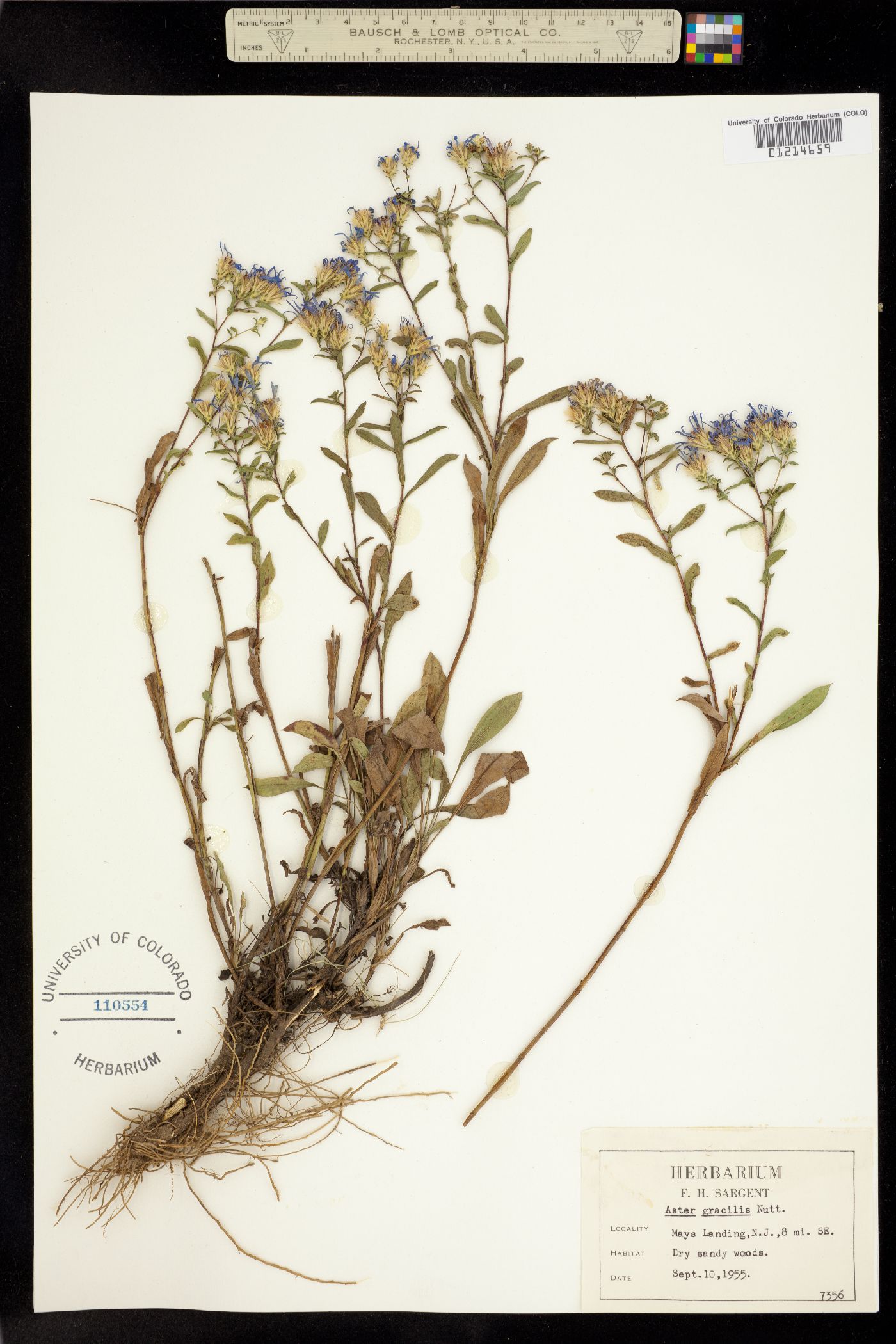 Aster gracilis image