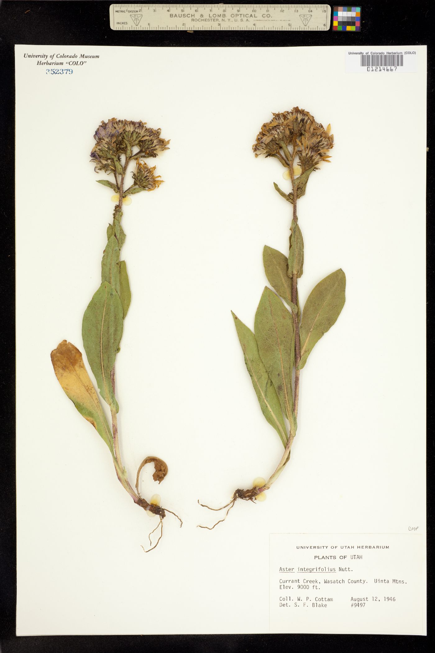 Aster integrifolius image