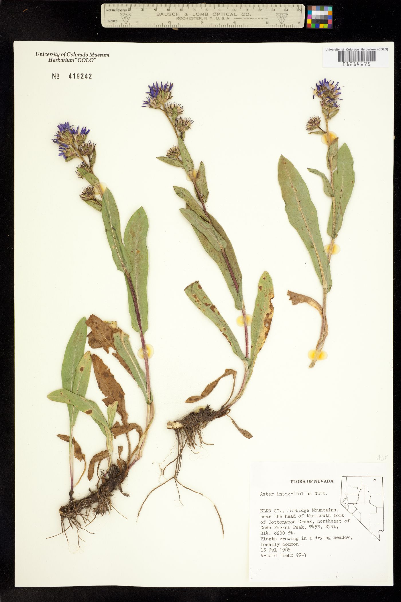 Aster integrifolius image
