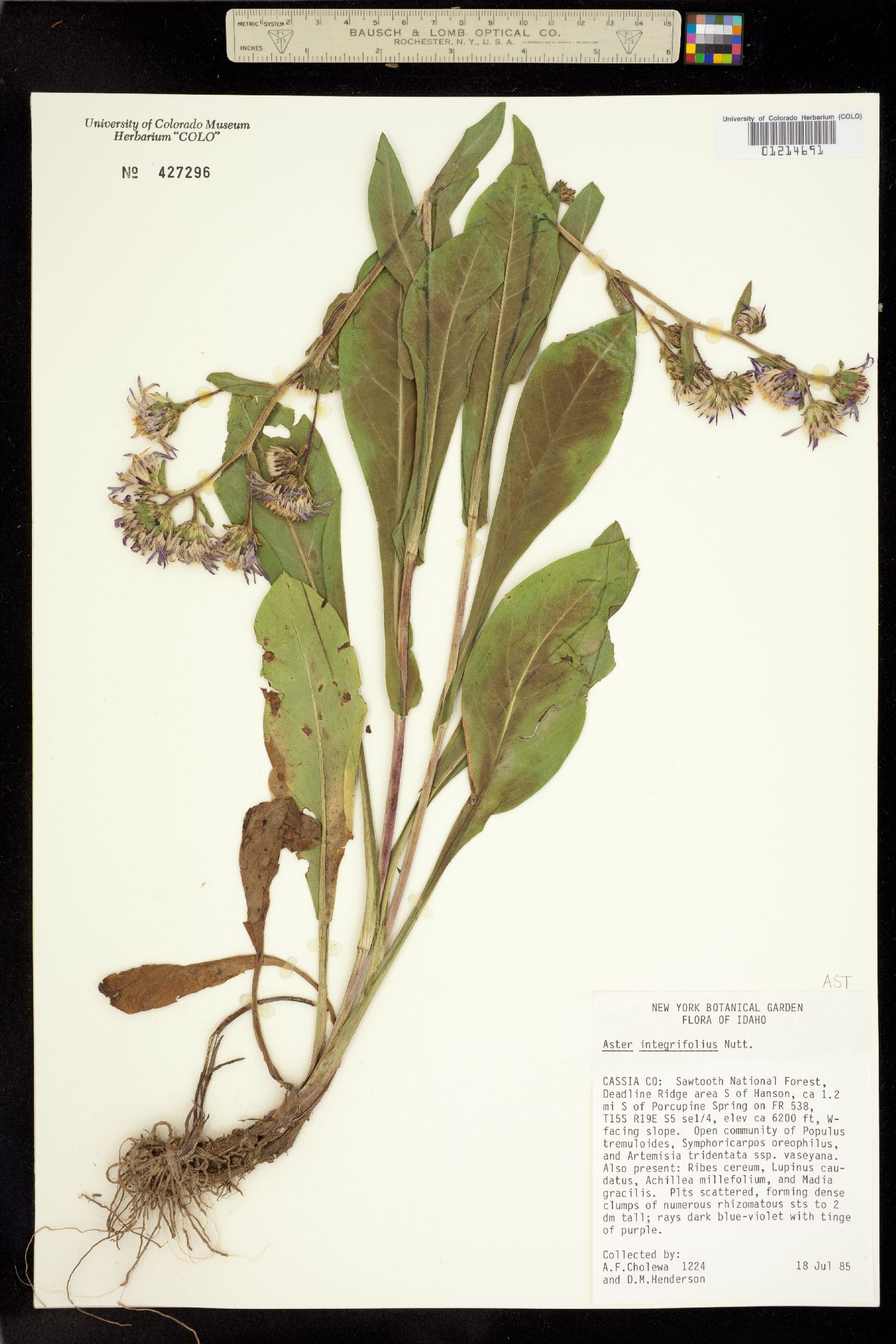 Aster integrifolius image