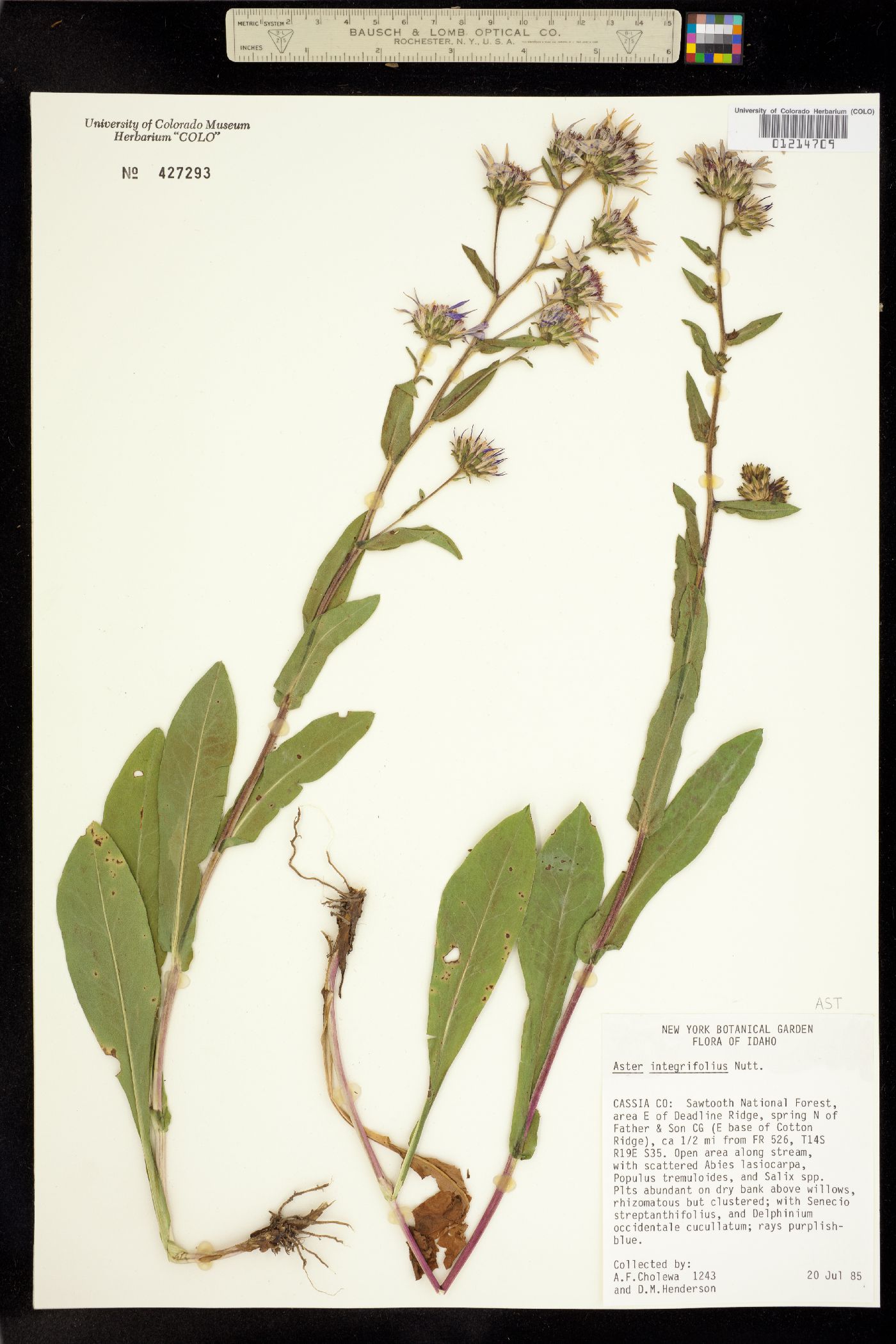 Aster integrifolius image