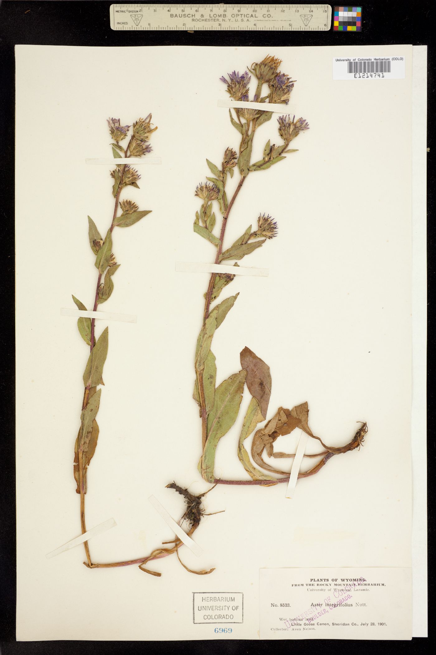 Eurybia integrifolia image