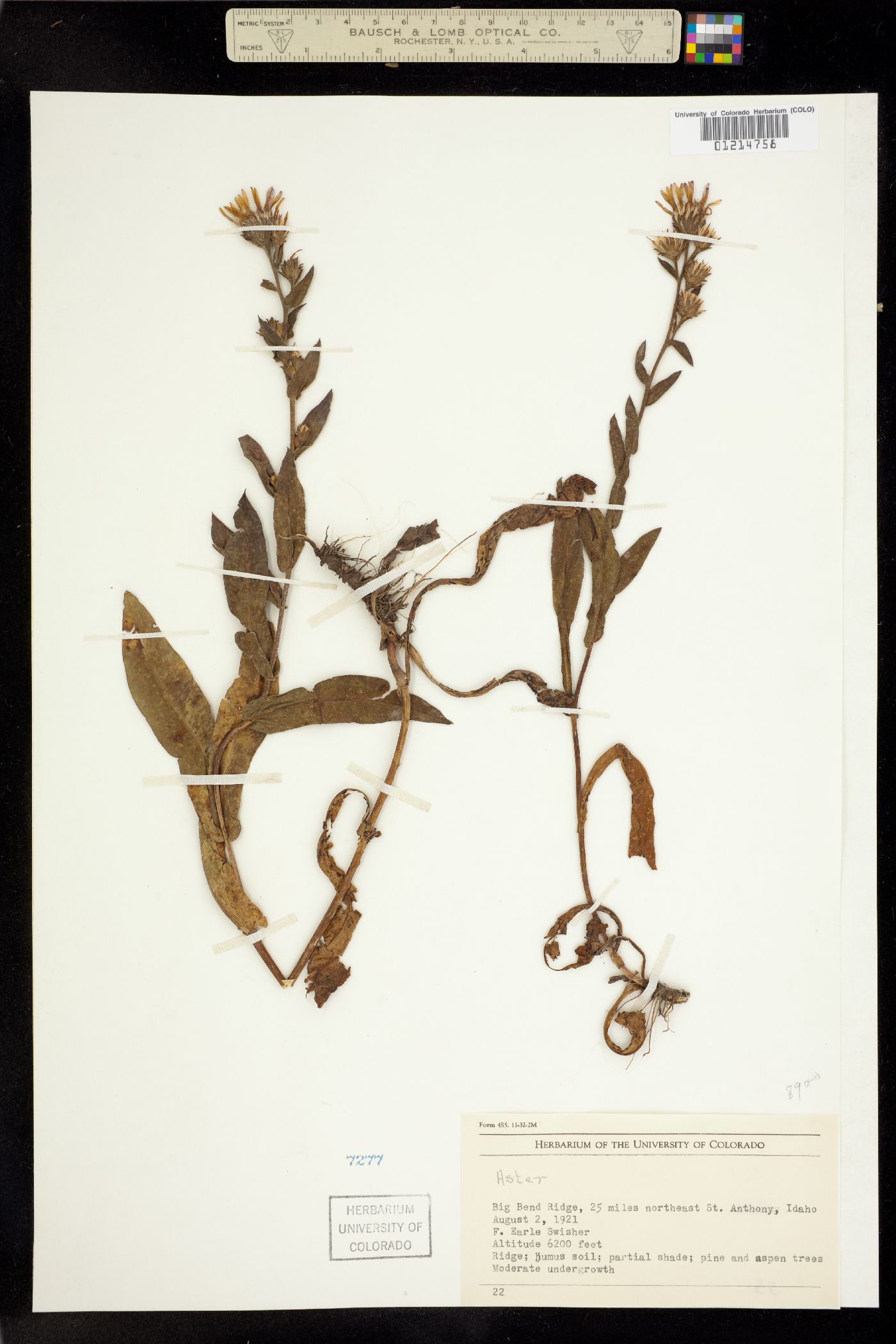 Aster integrifolius image