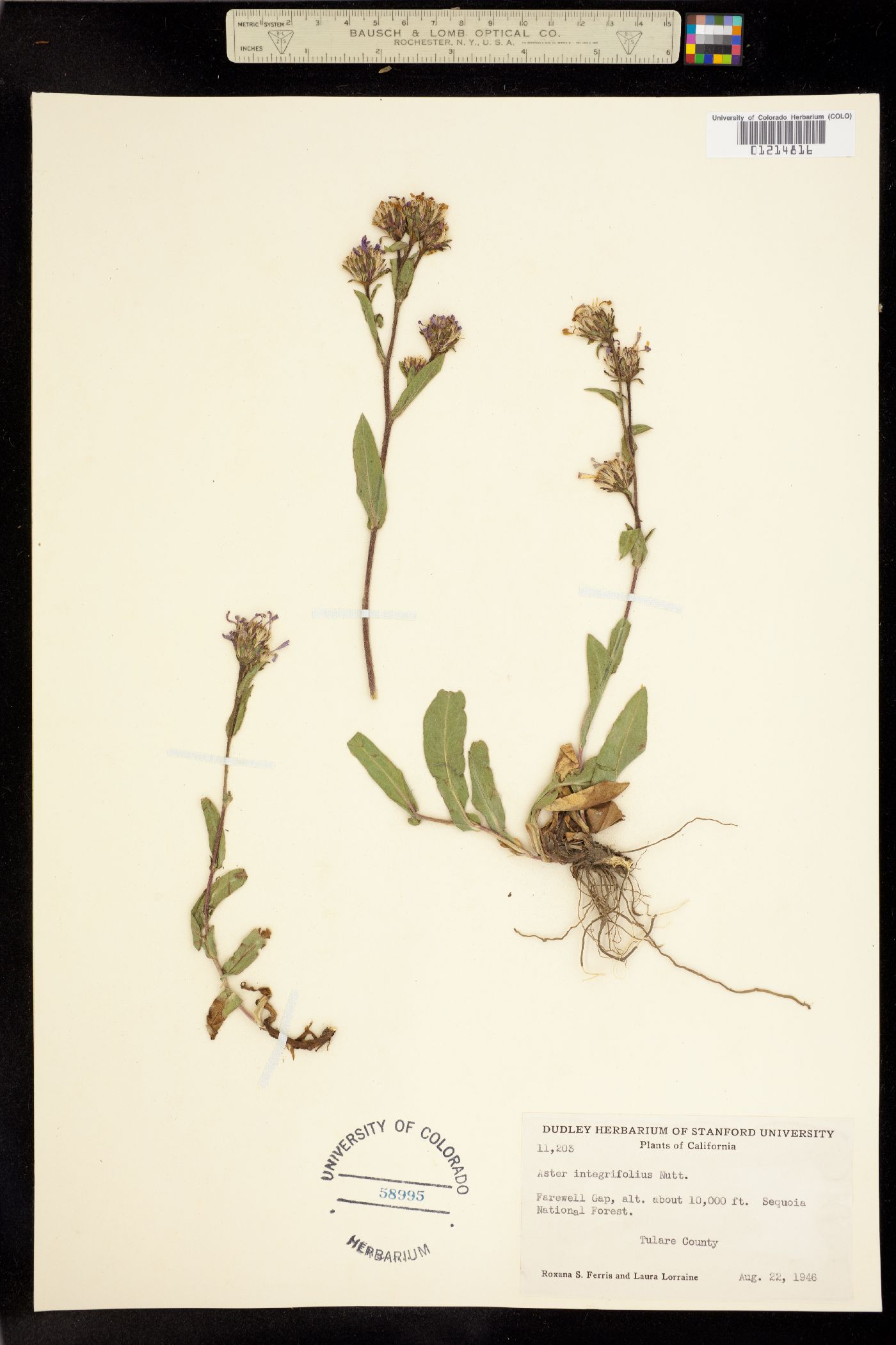 Aster integrifolius image